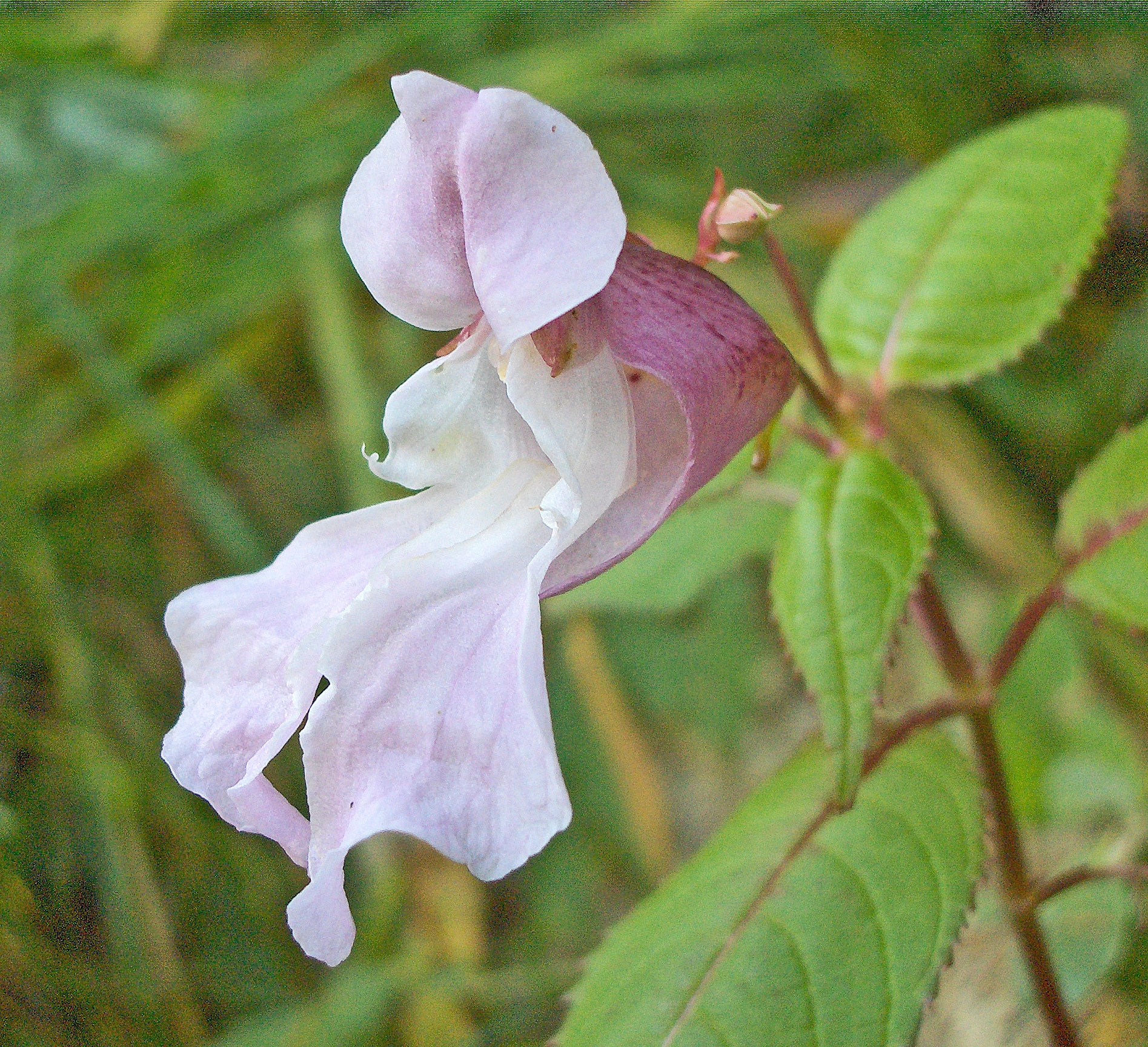 Kjempespringfrø.