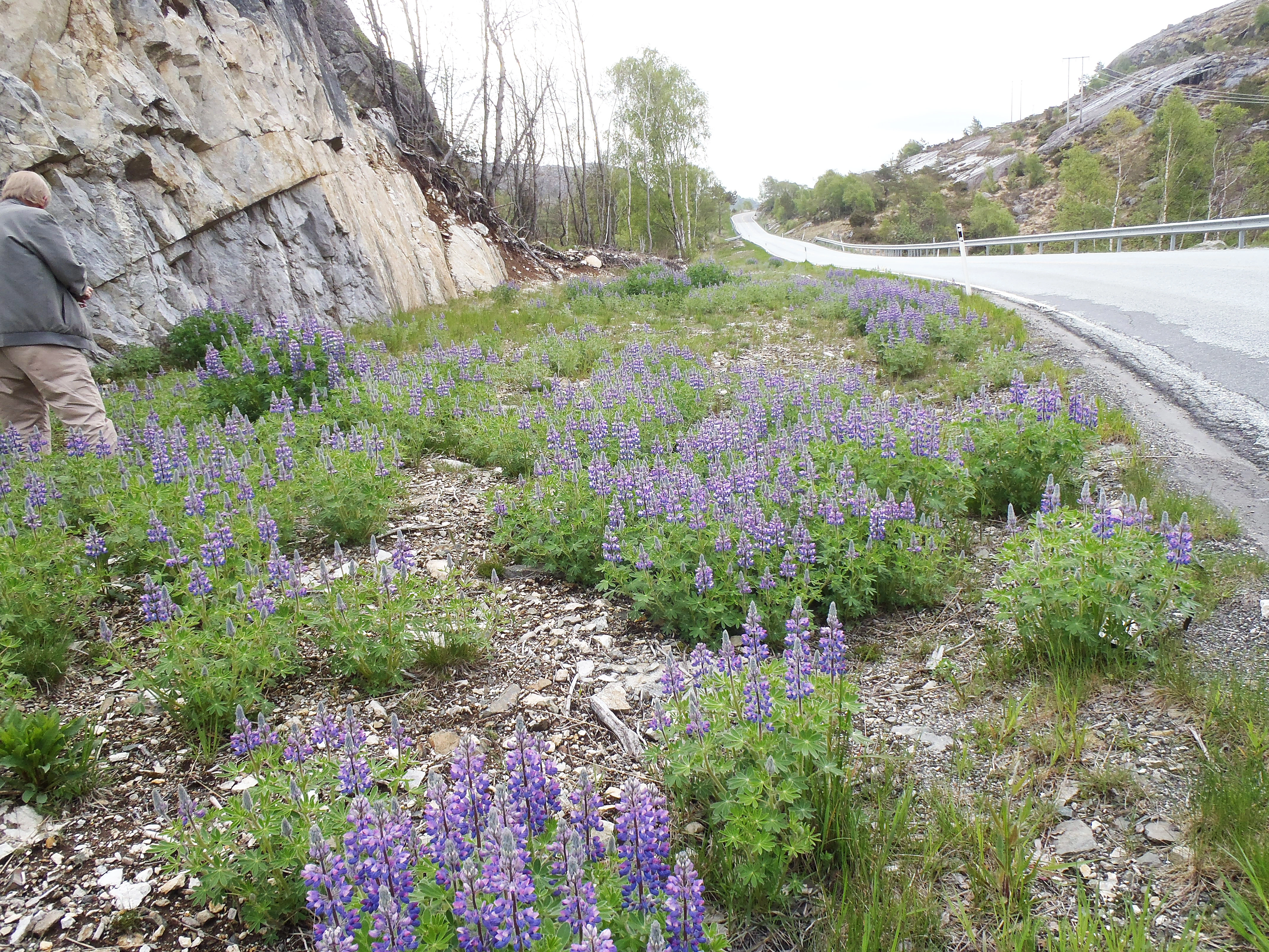 Sandlupin.