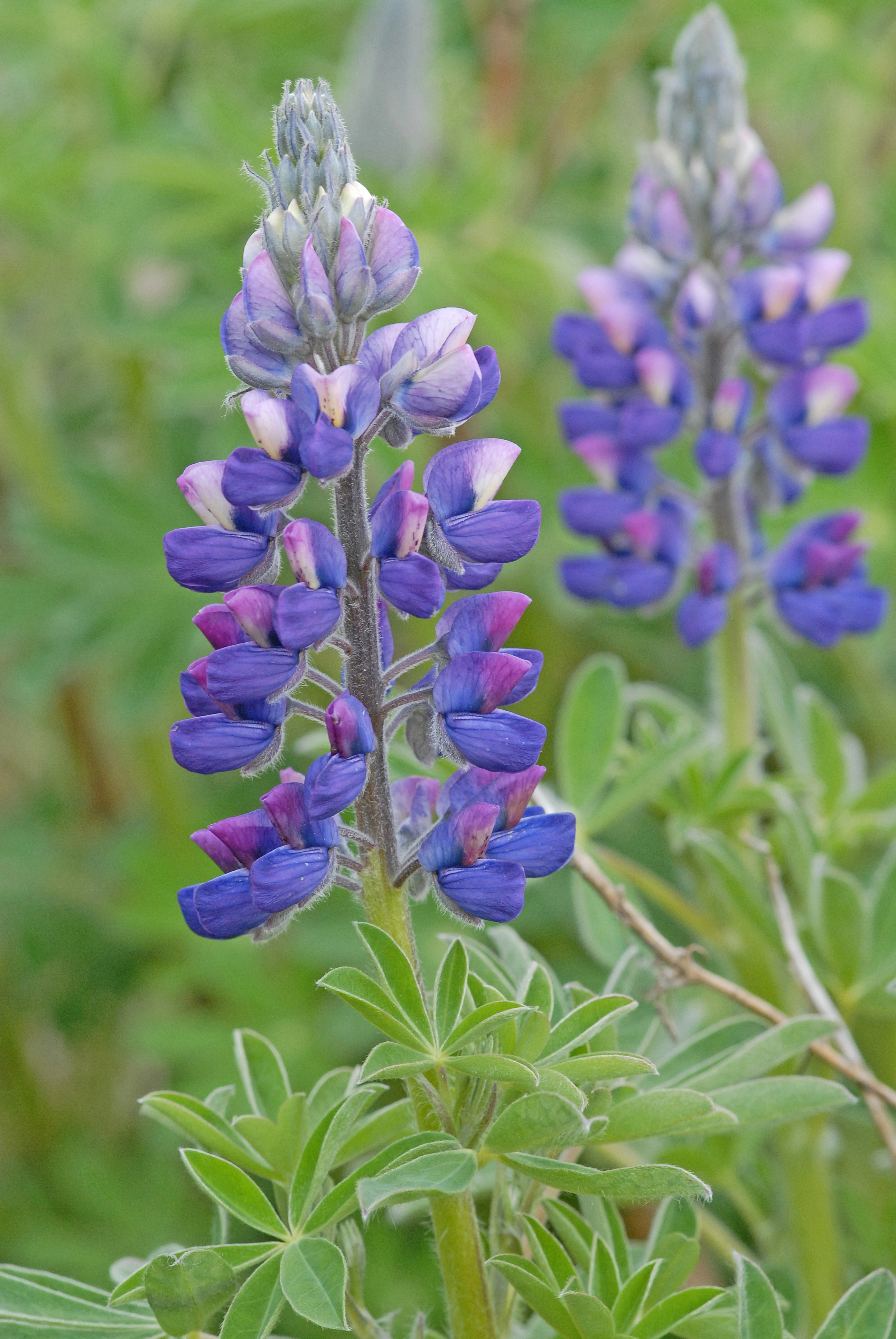 Sandlupin.