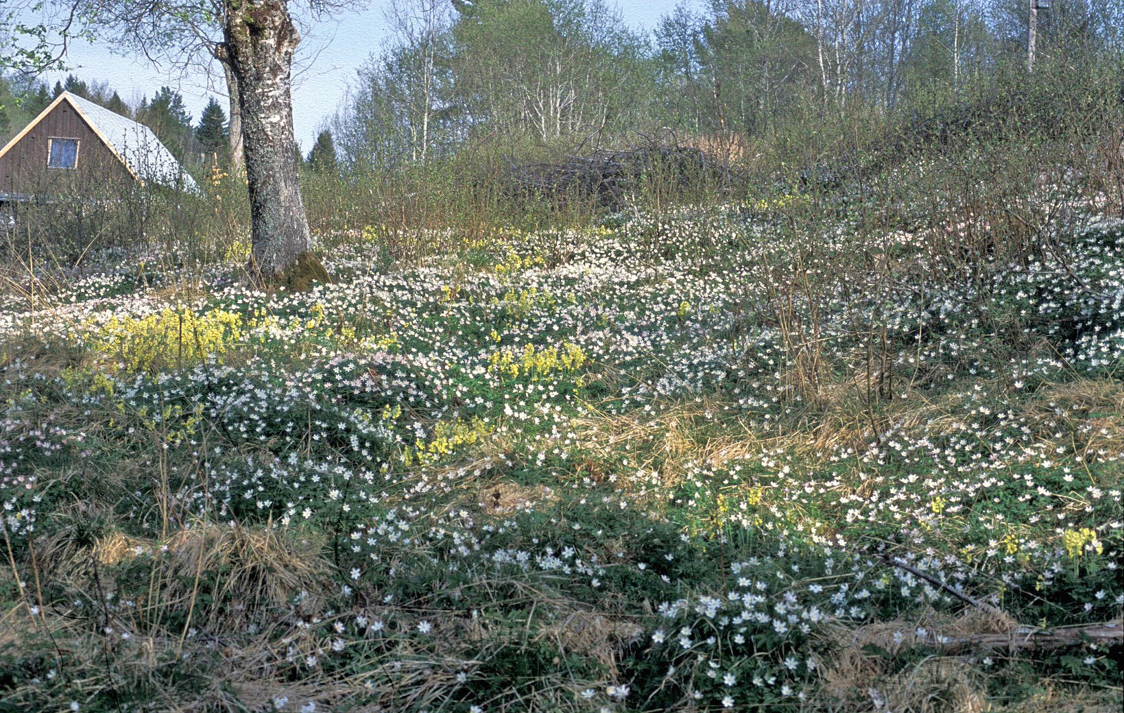 Lundnøkleblom.