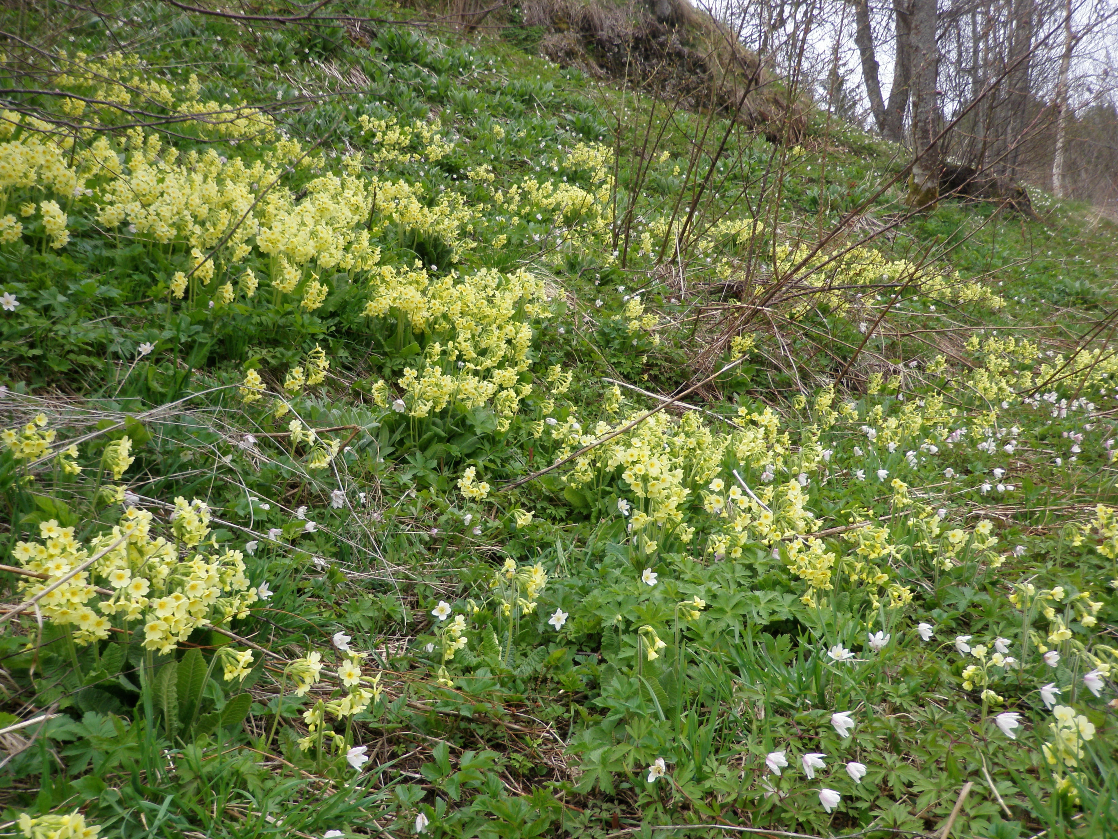 Lundnøkleblom.