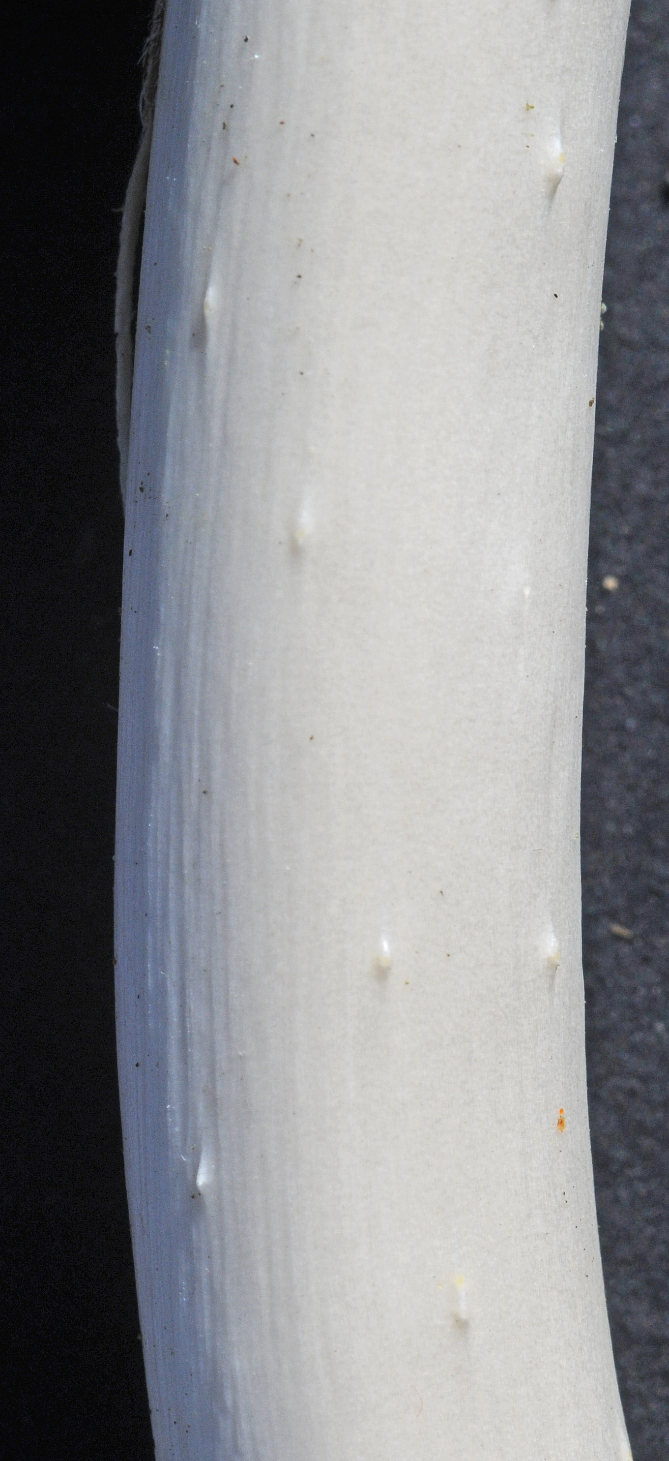 Tofrøbladete planter: Salix ×boydii.