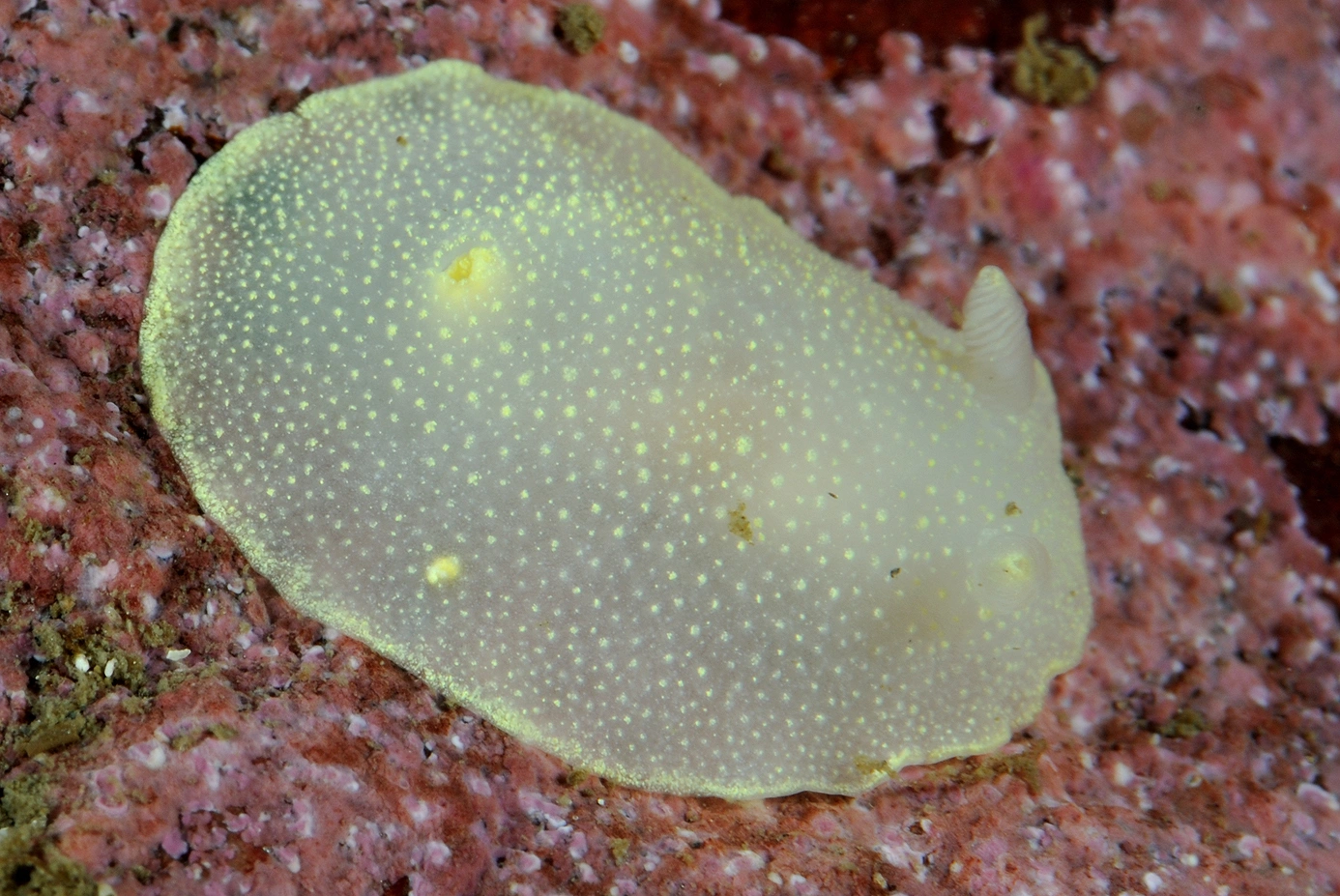 Snegler: Cadlina laevis.