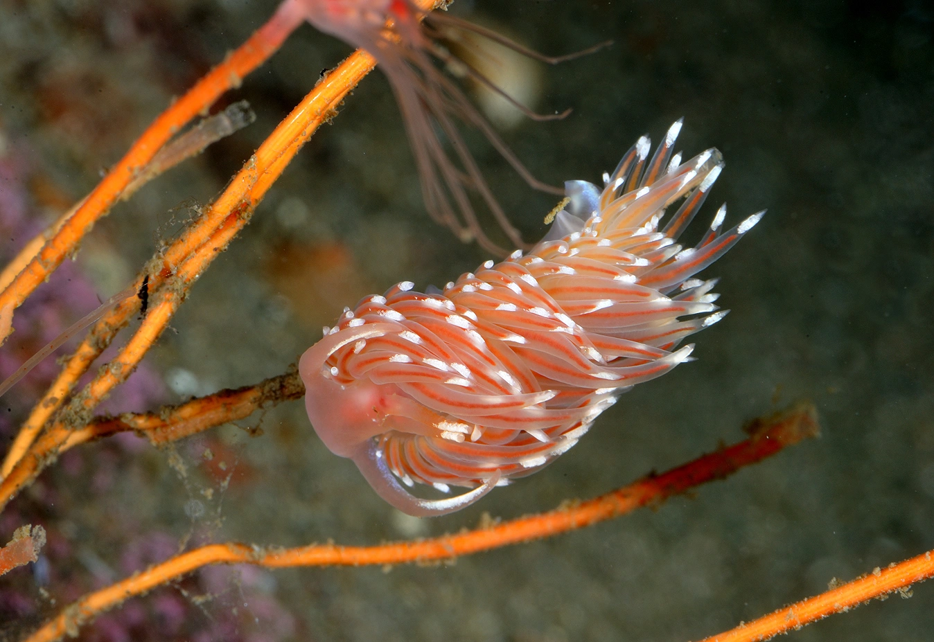 Snegler: Facelina bostoniensis.