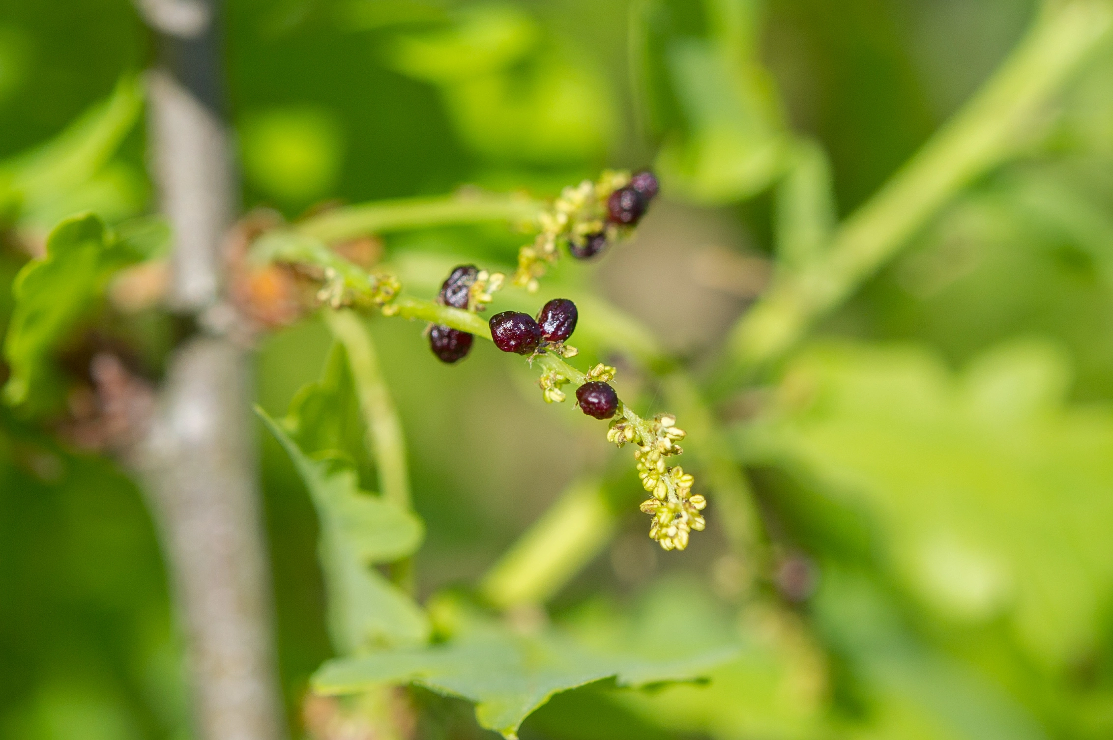 Stilkvepser: Andricus seminationis.