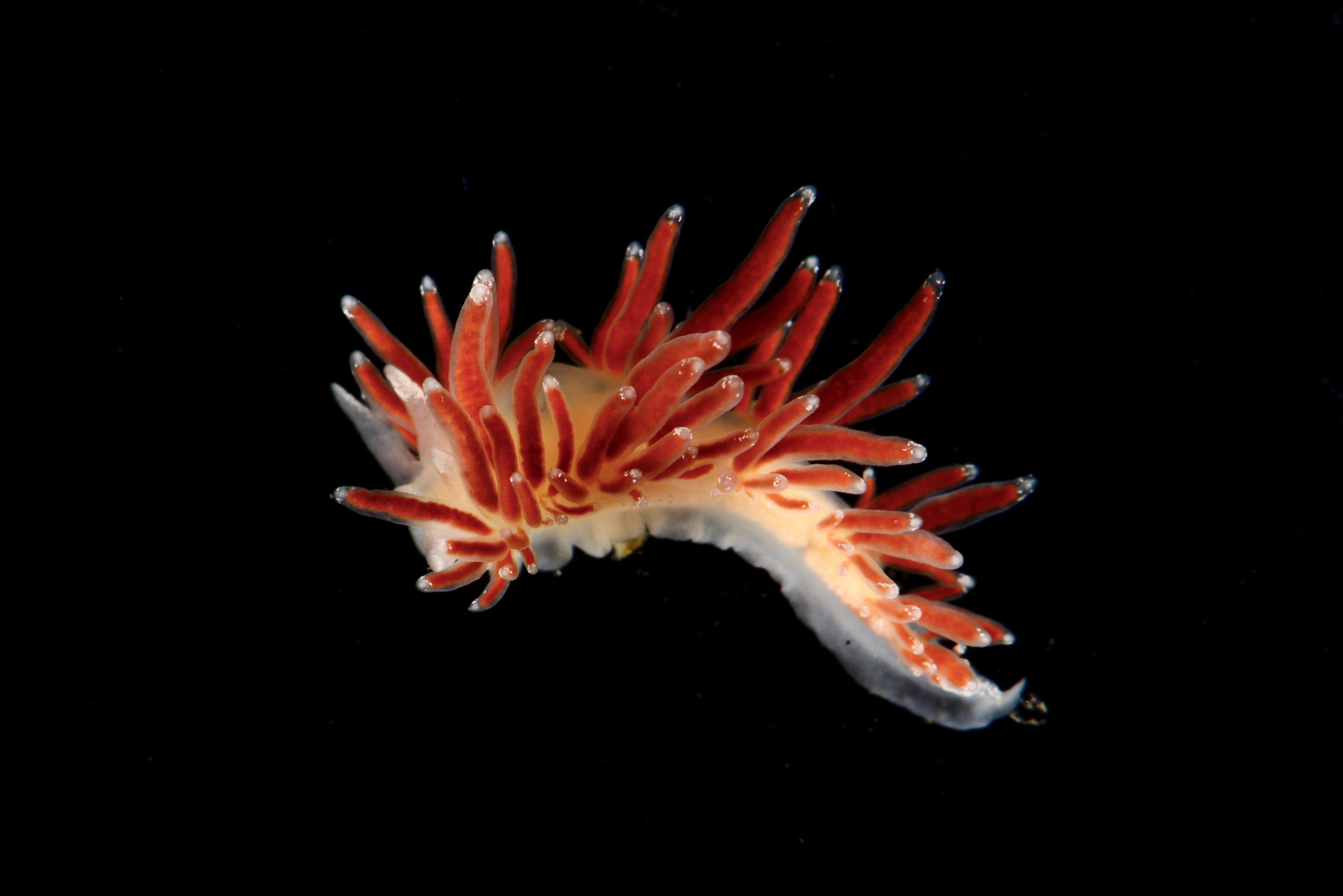 Snegler: Coryphella gracilis.