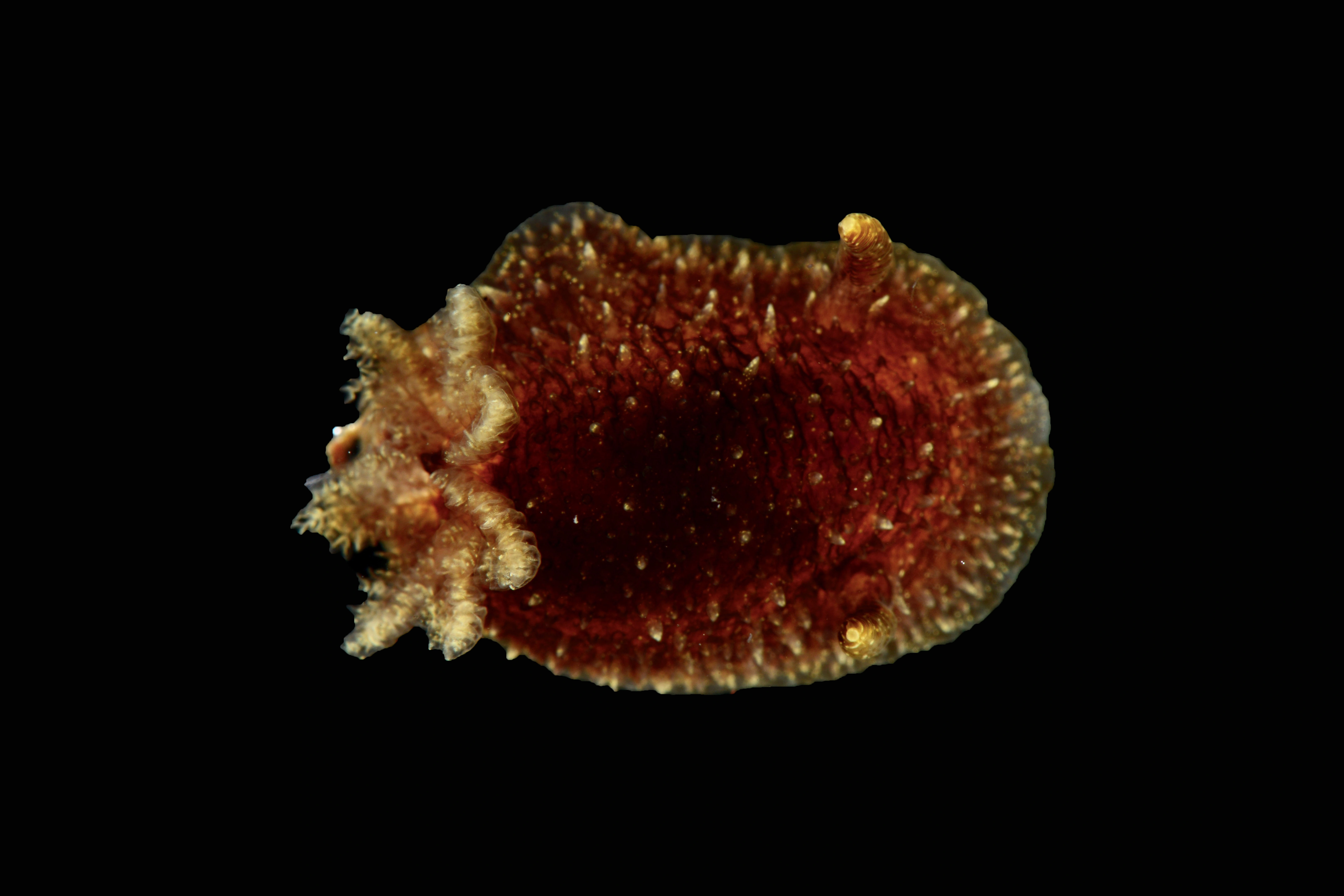 Snegler: Acanthodoris pilosa.