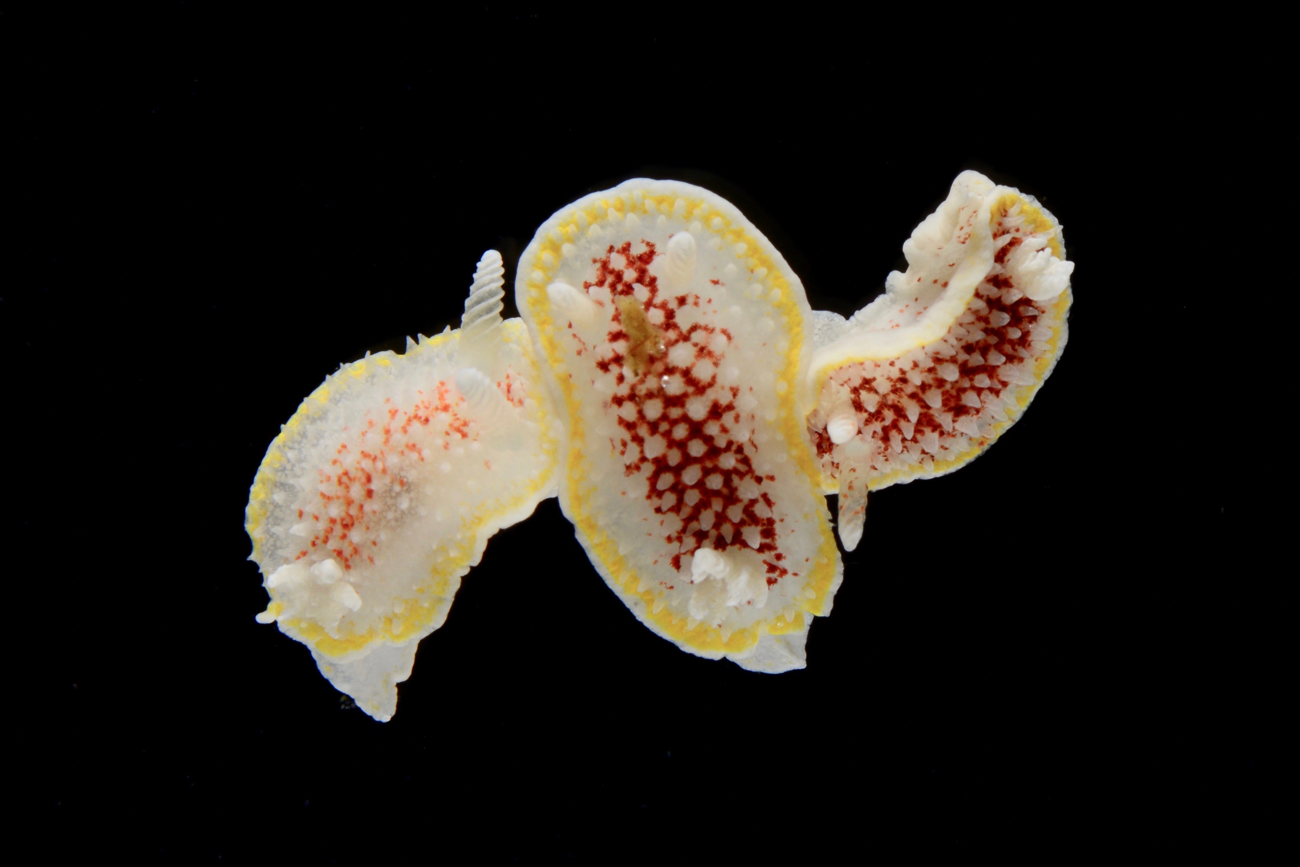 Snegler: Diaphorodoris luteocincta.