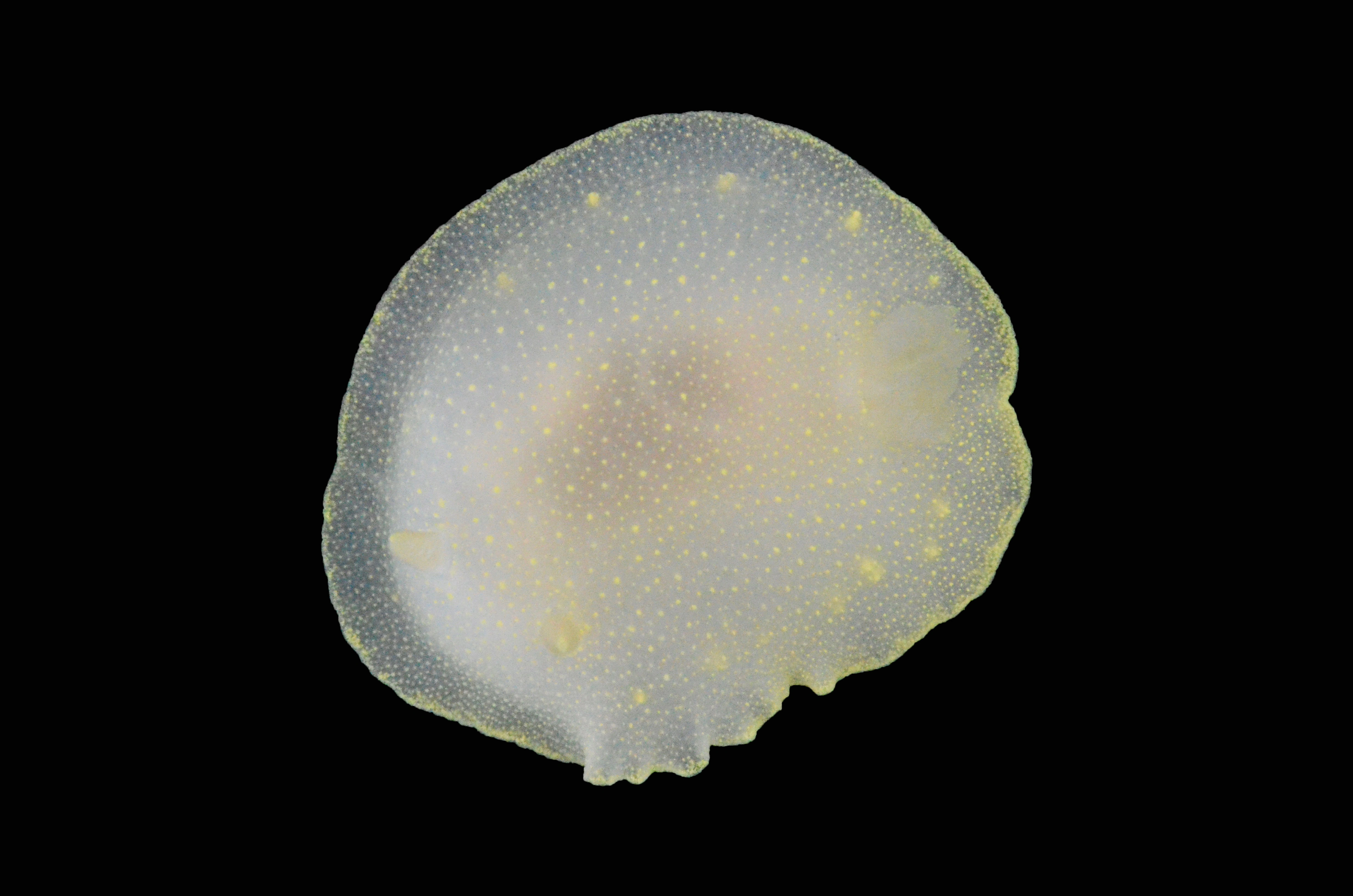 Snegler: Cadlina laevis.