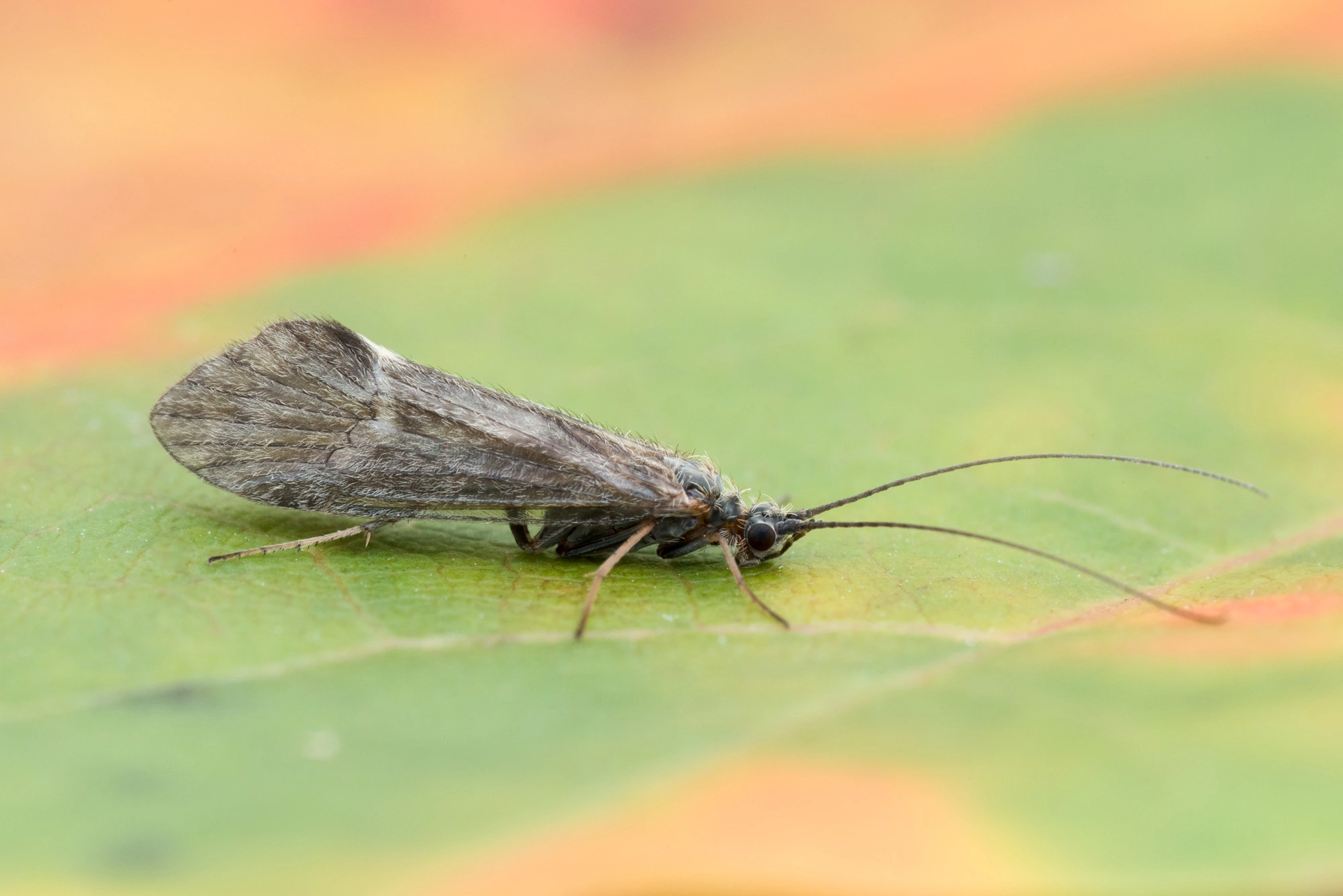 Vårfluer: Apatania dalecarlica.