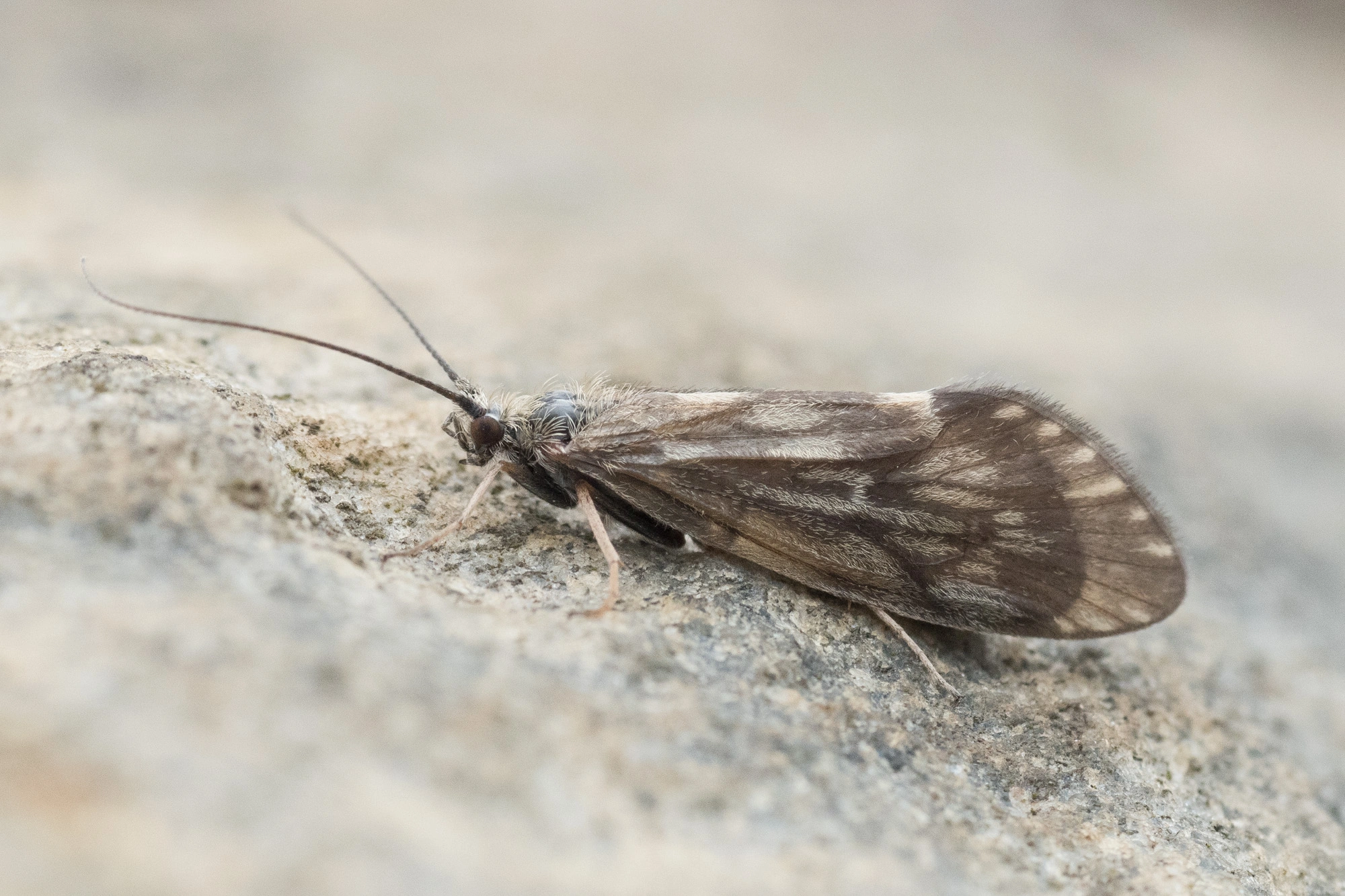 Vårfluer: Brachycentrus subnubilus.