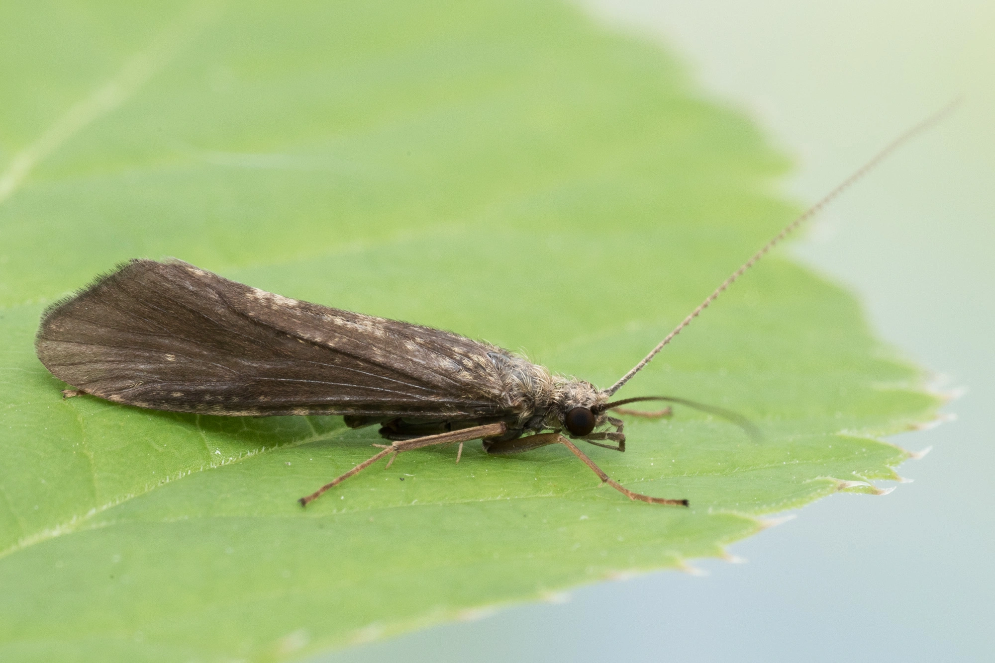 Vårfluer: Hydropsyche angustipennis.