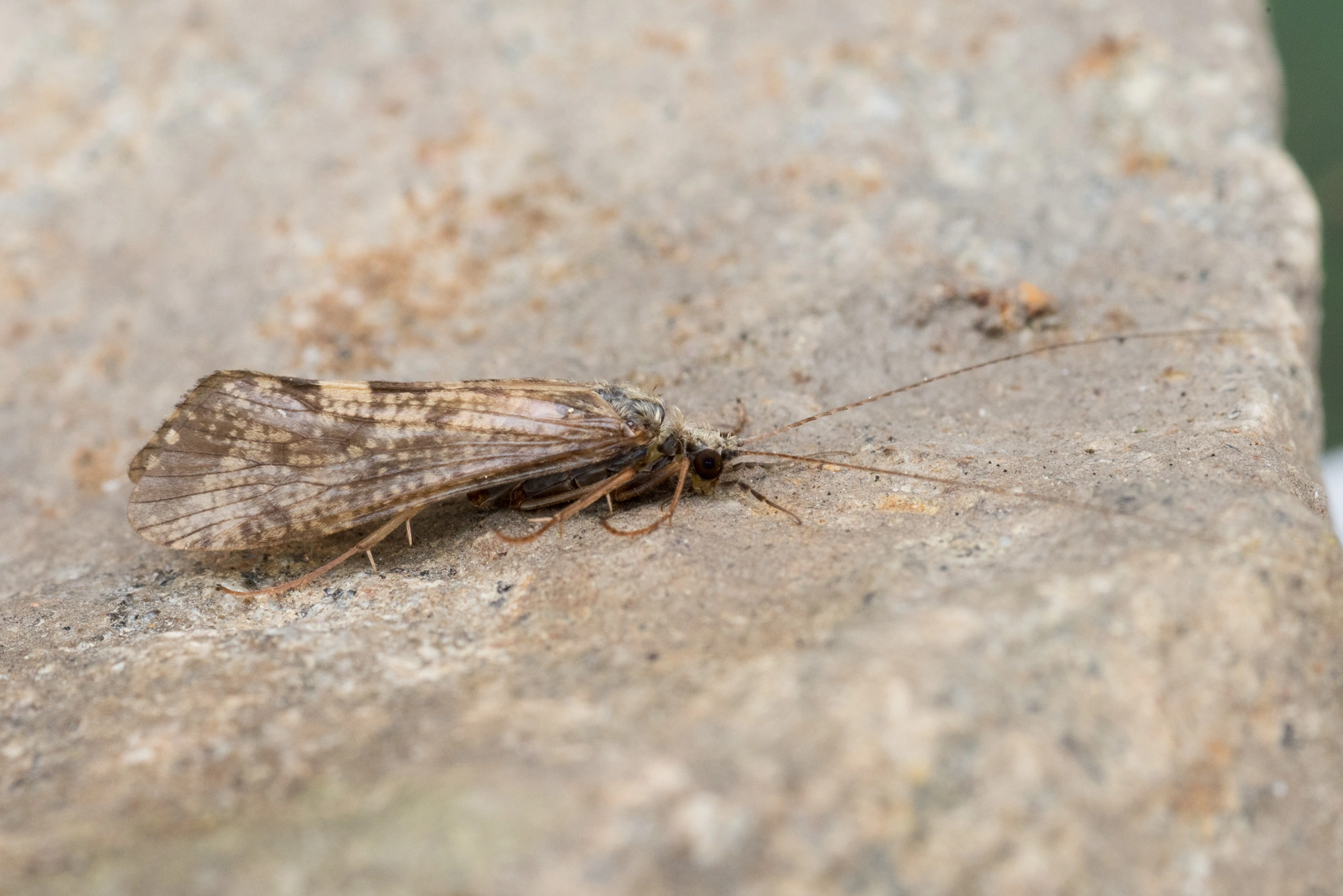 Vårfluer: Hydropsyche pellucidula.