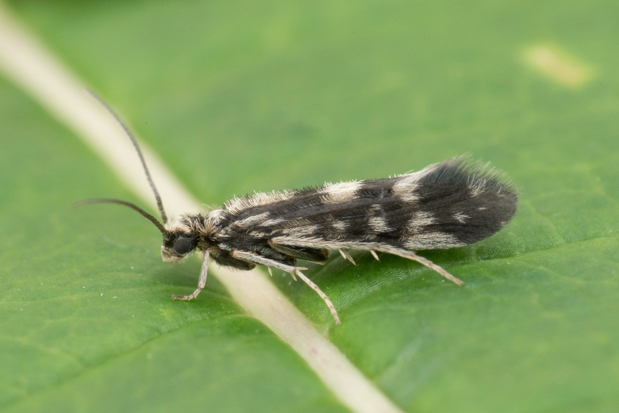 Vårfluer: Agraylea multipunctata.