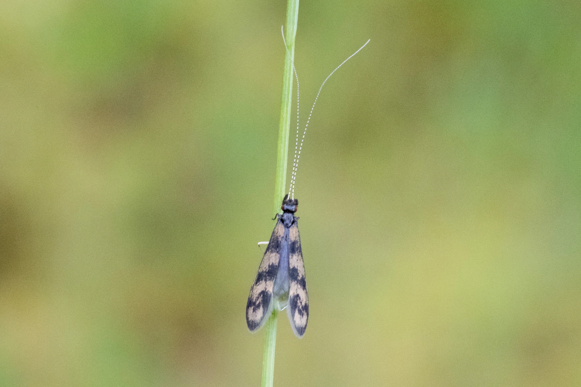 Vårfluer: Mystacides longicornis.