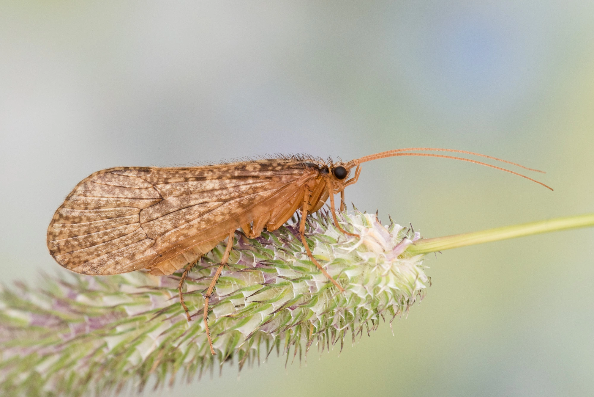 Vårfluer: Micropterna lateralis.