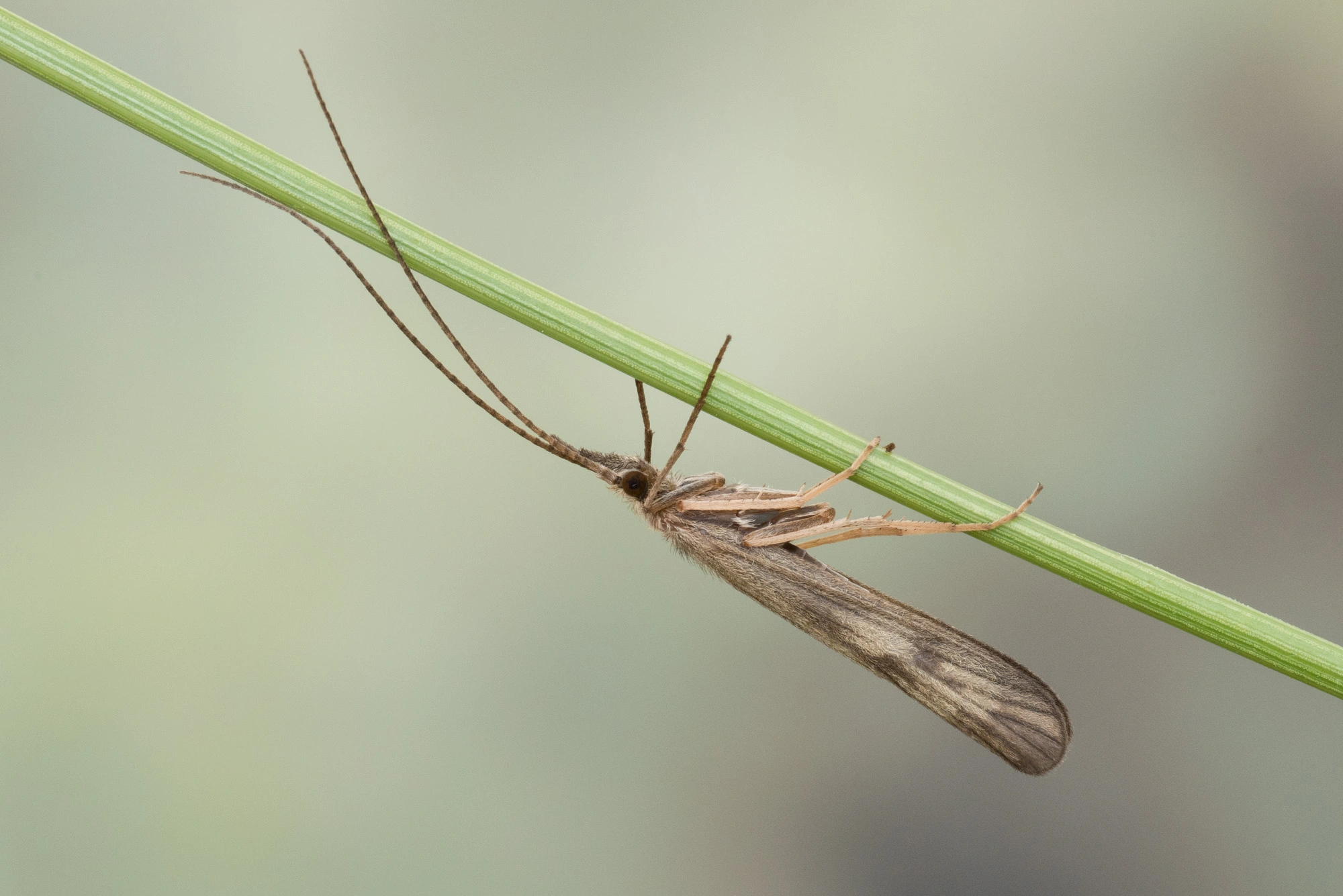 Vårfluer: Molanna angustata.