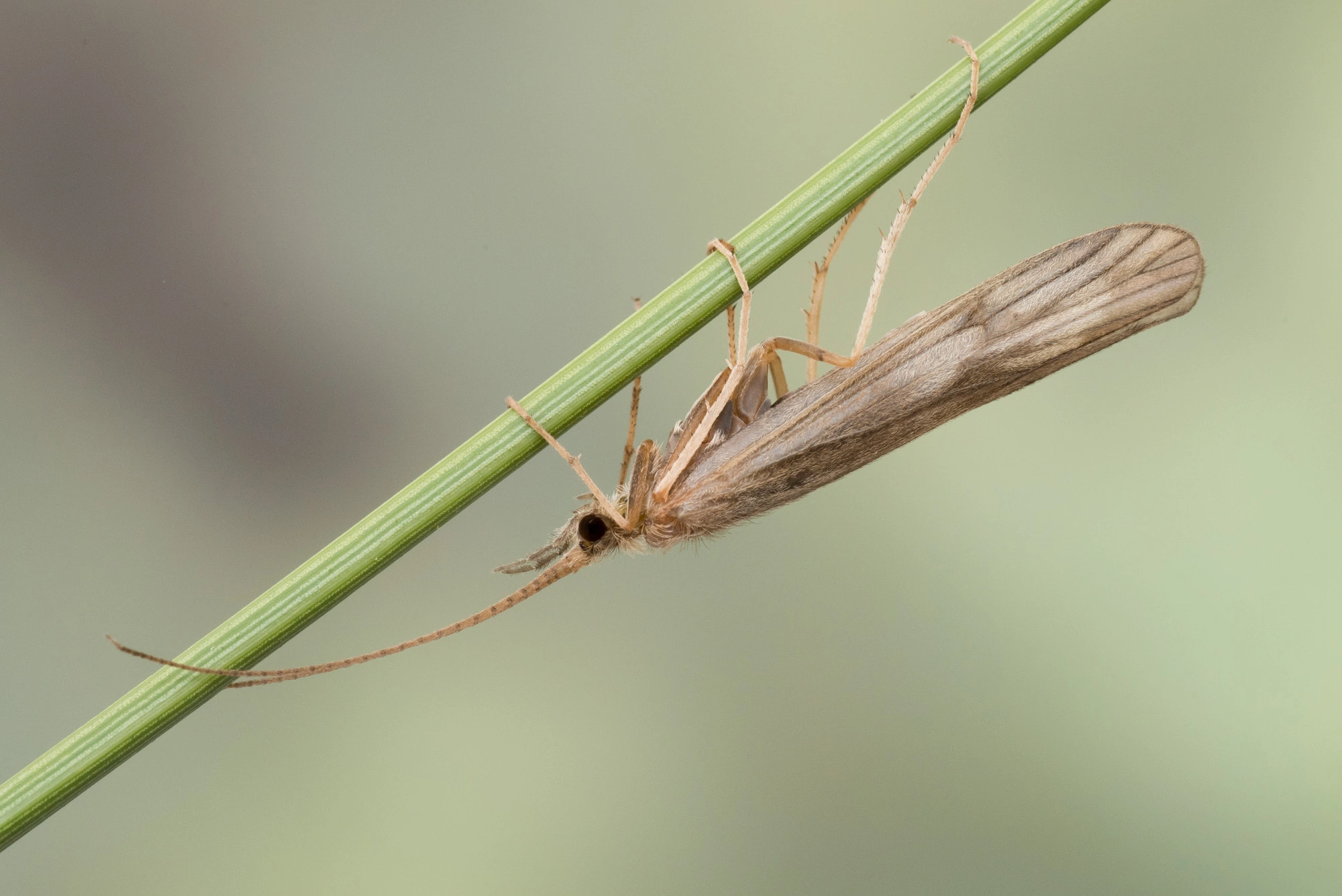 Vårfluer: Molanna angustata.