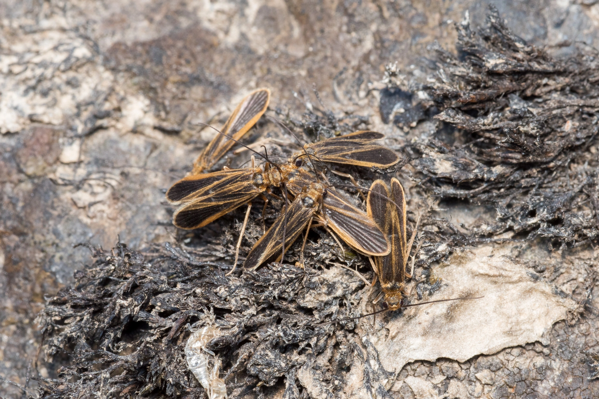 Vårfluer: Chimarra marginata.