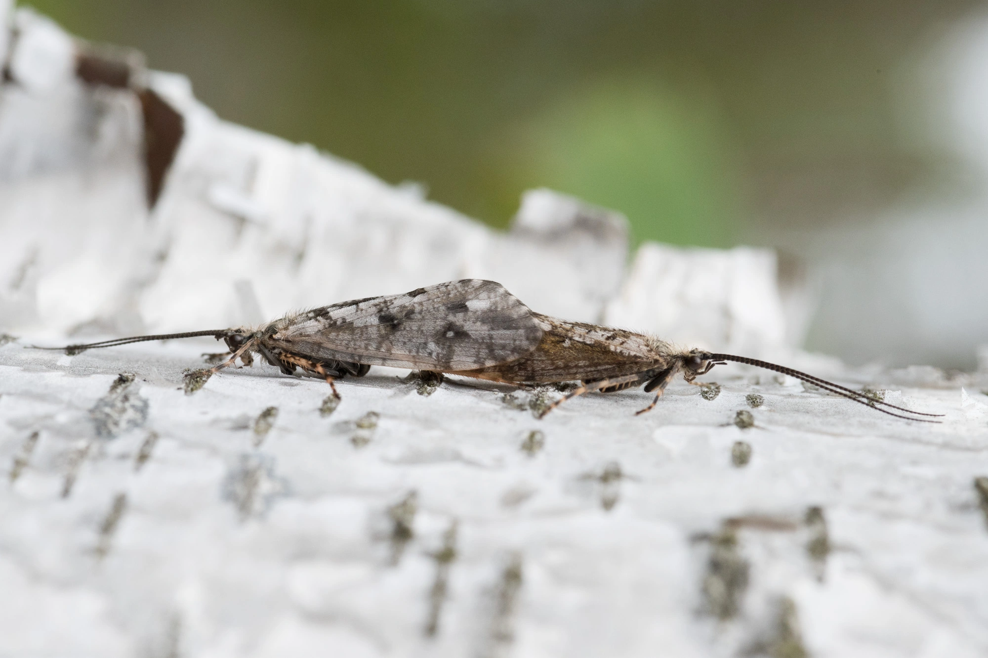 Vårfluer: Agrypnia obsoleta.