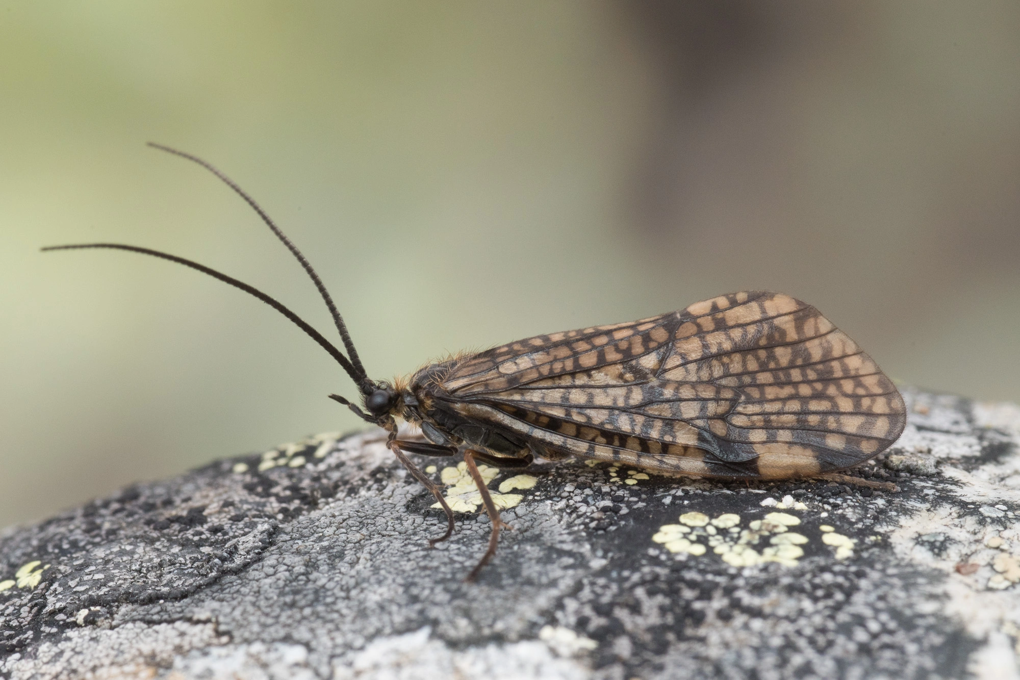 Vårfluer: Oligotricha lapponica.