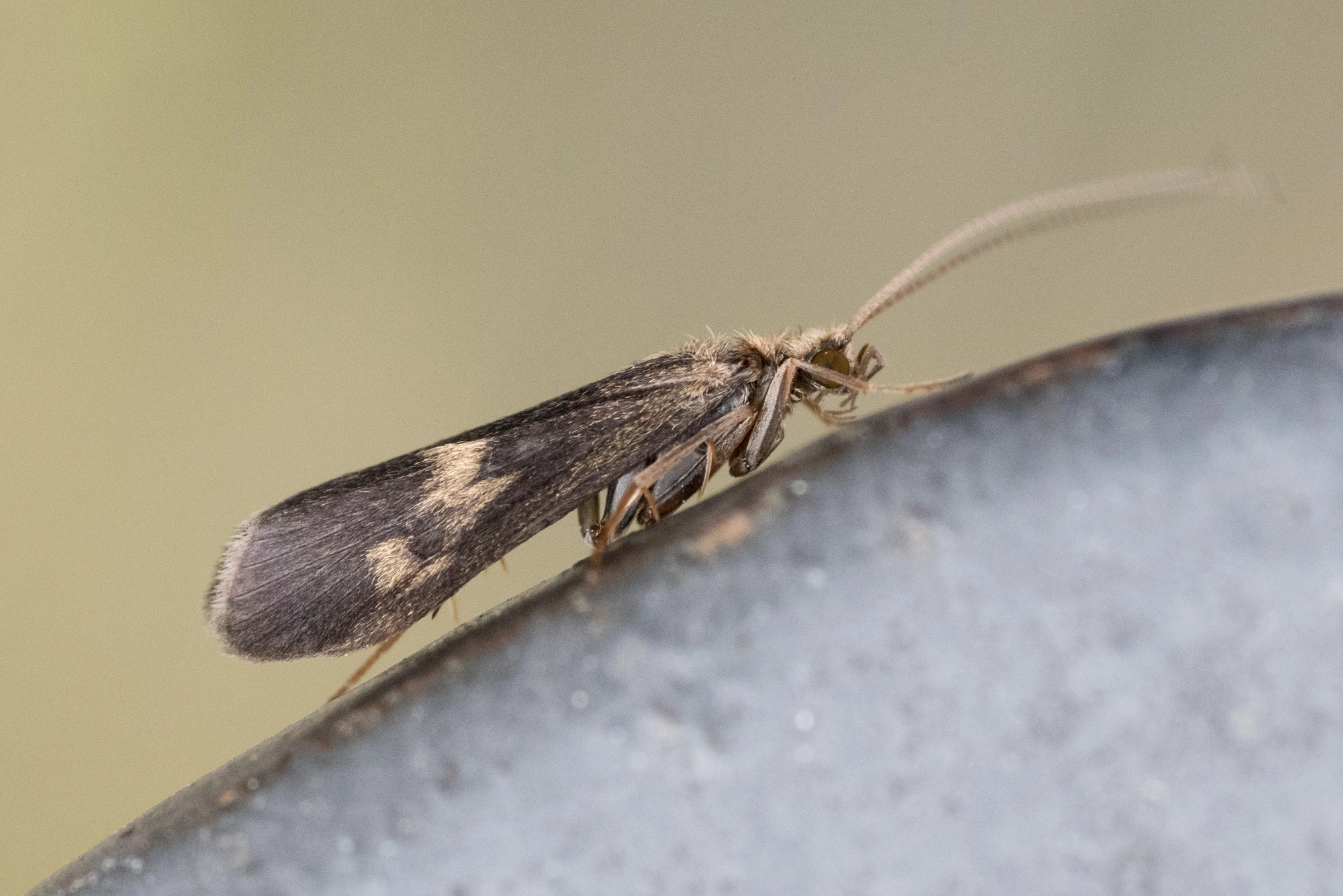 Vårfluer: Neureclipsis bimaculata.