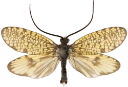 Vårfluer: Hagenella clathrata.