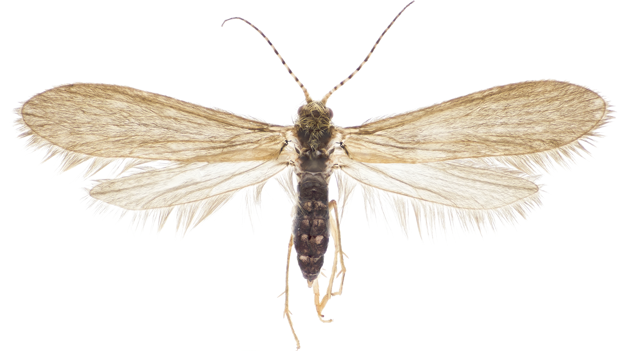 Vårfluer: Psychomyia pusilla.