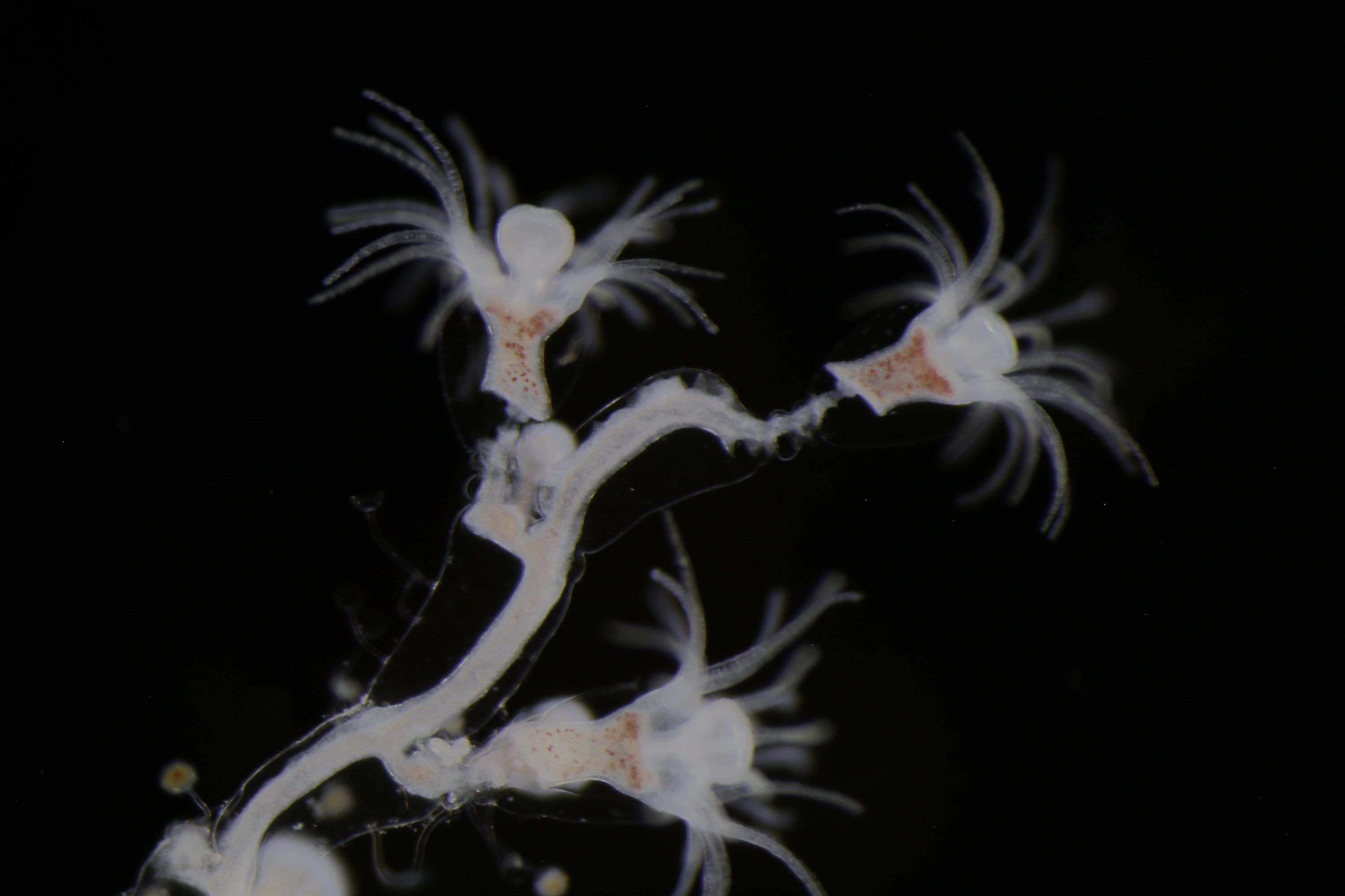 Hydrozoer: Obelia geniculata.