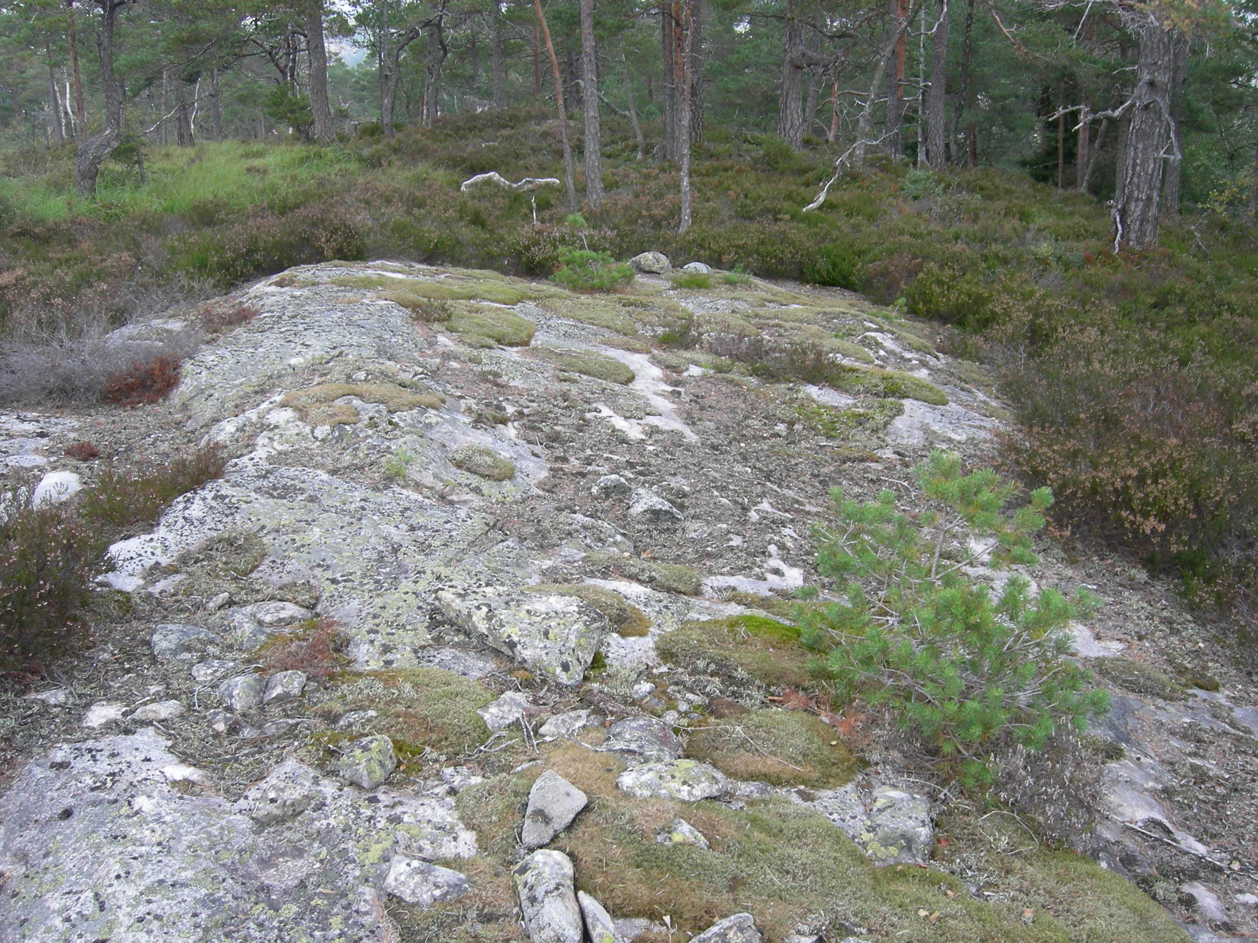 T1-C-2 uttørkingseksponerte svært og temmelig kalkfattige berg, bergvegger og knauser.