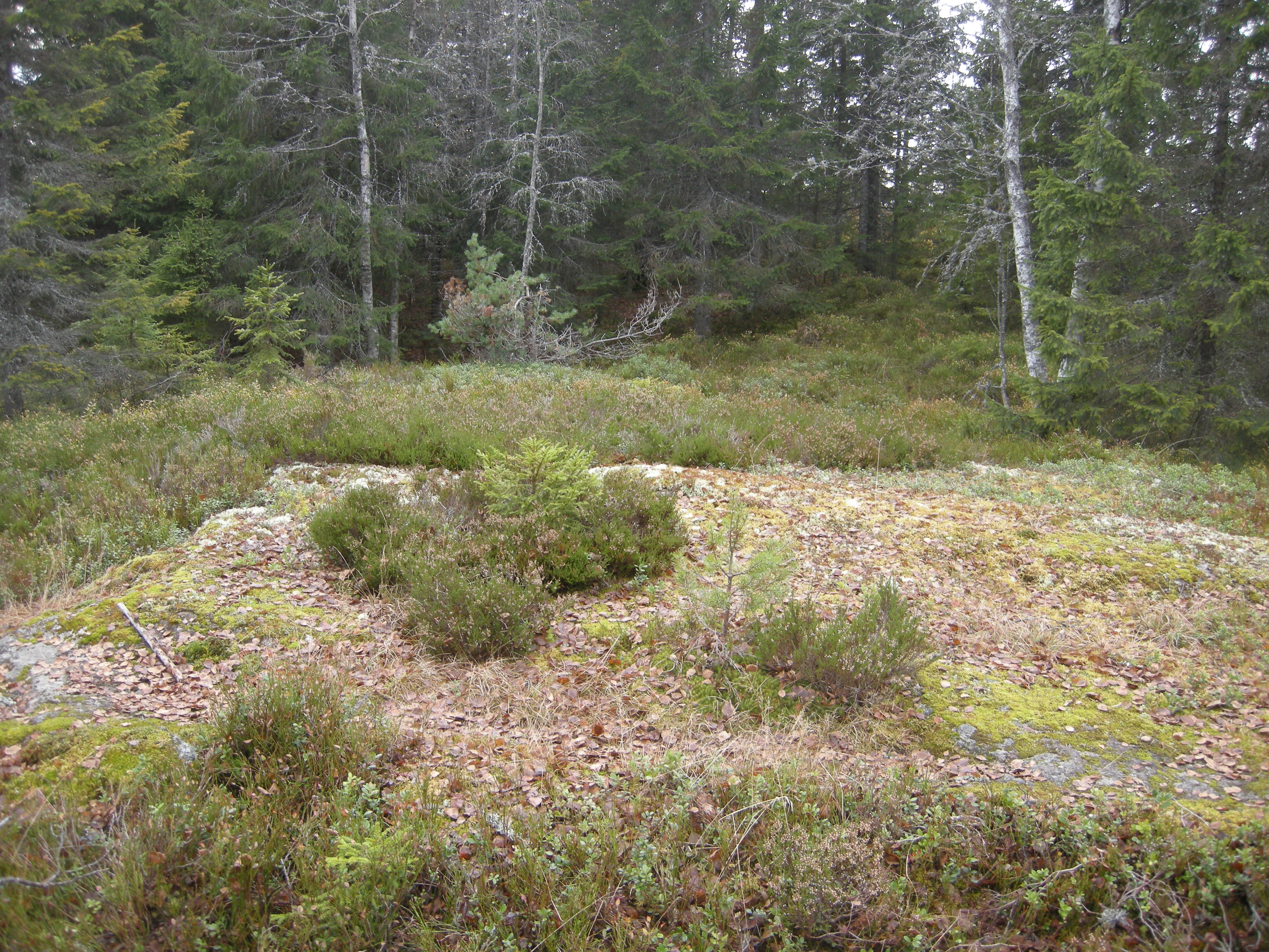 T2-C-1 åpen kalkfattig grunnlendt lyngmark.