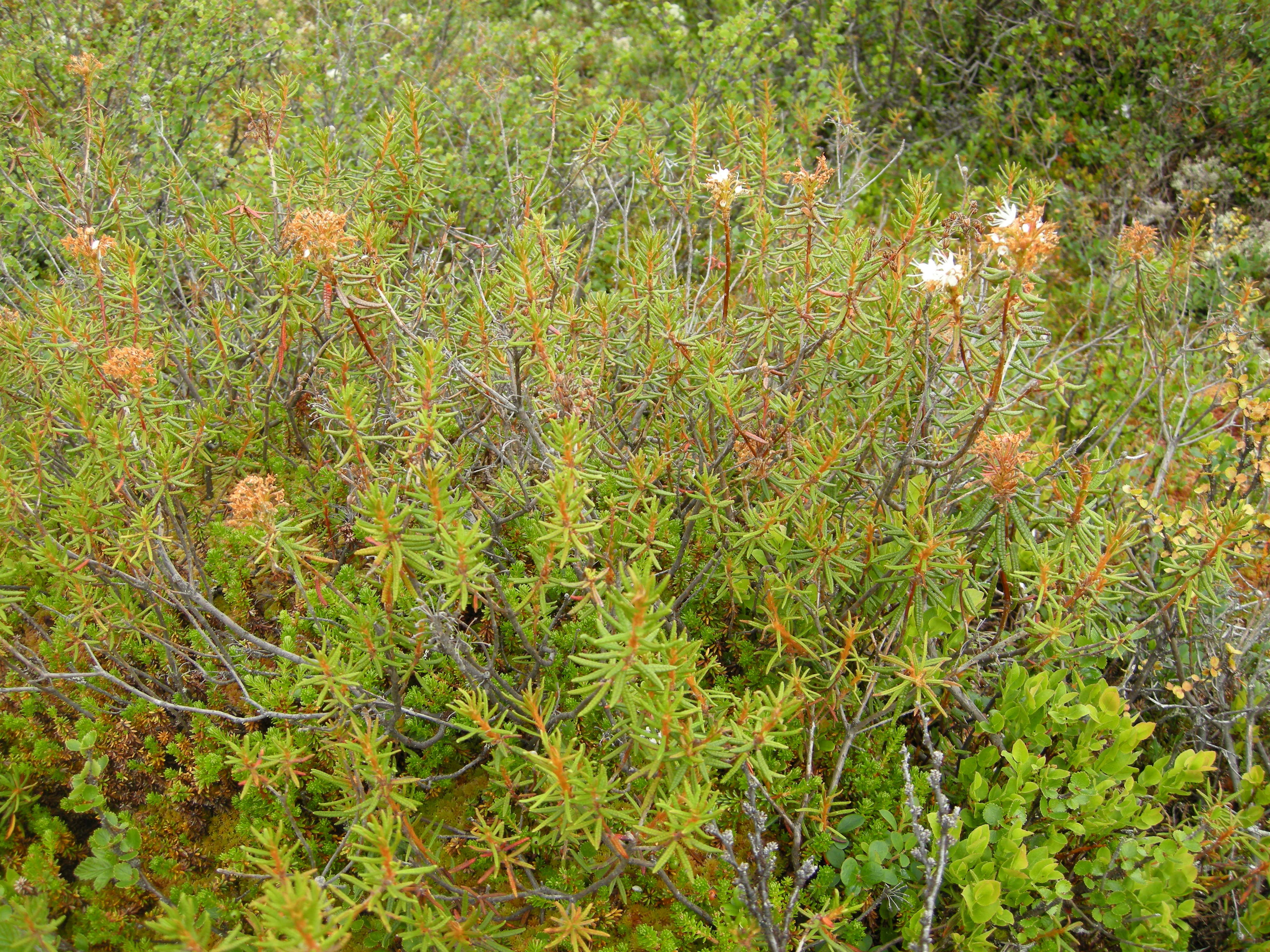 T3-C-2 kalkfattig fjell-lynghei.