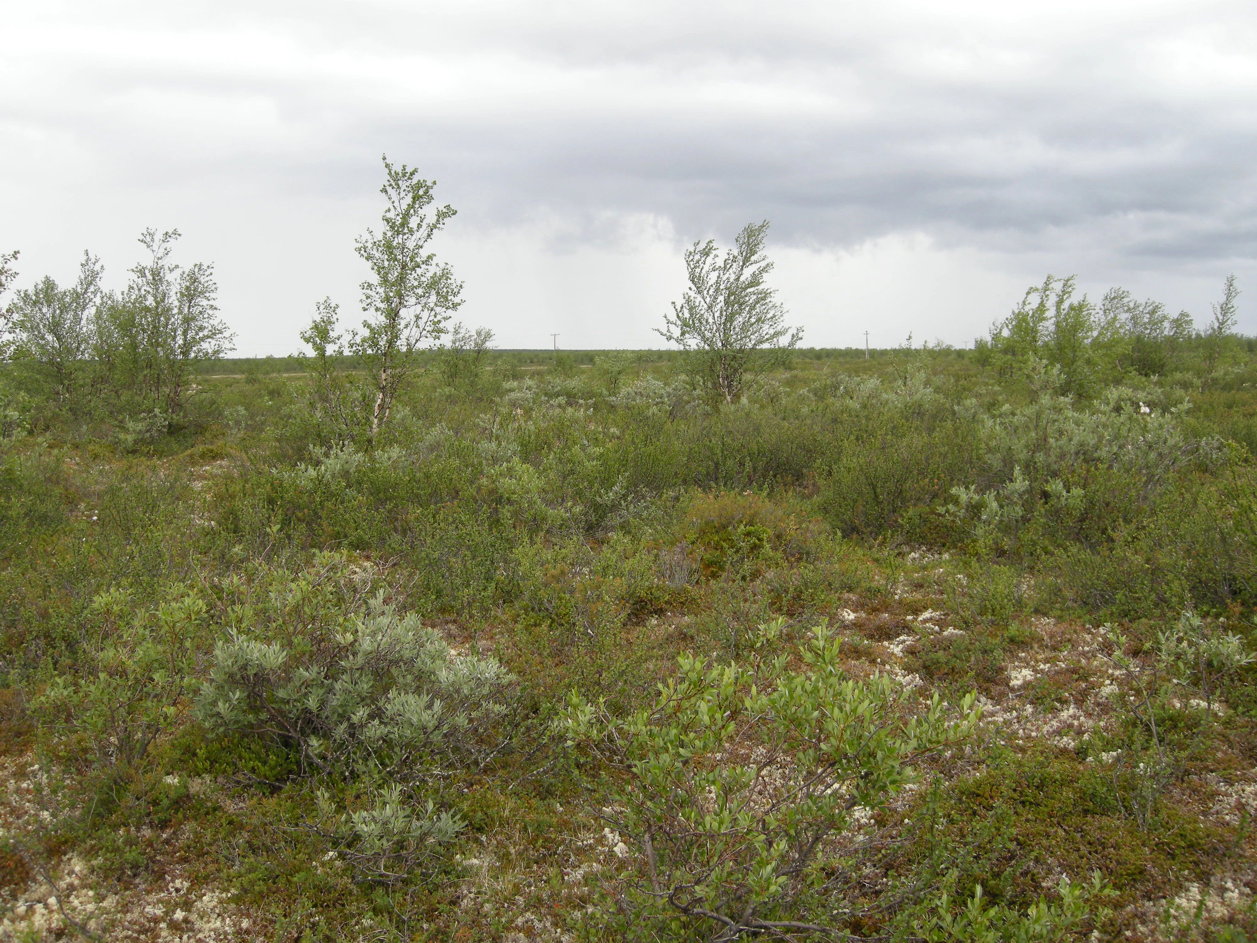 T3-C-2 kalkfattig fjell-lynghei.