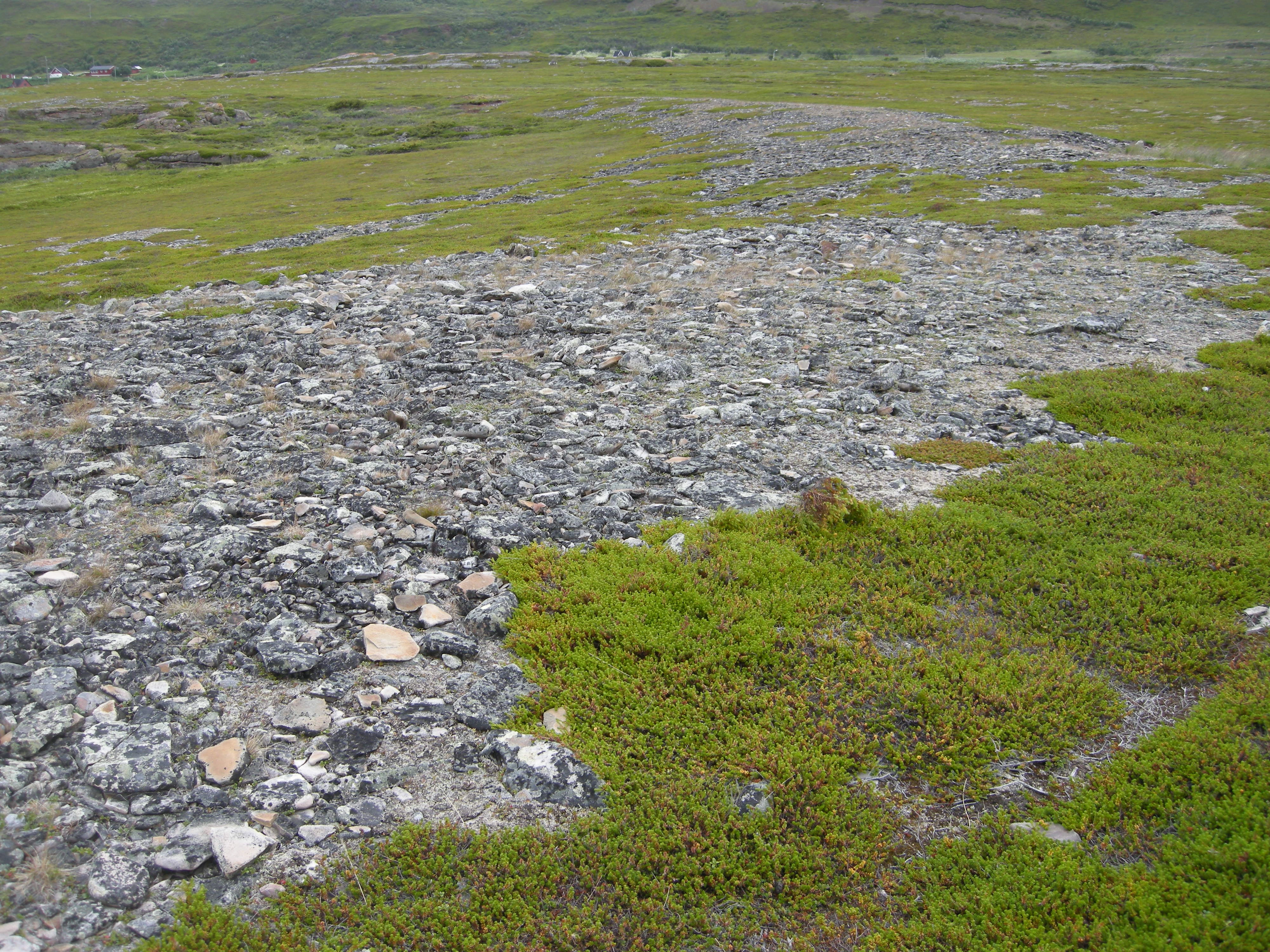 T3-C-2 kalkfattig fjell-lynghei.