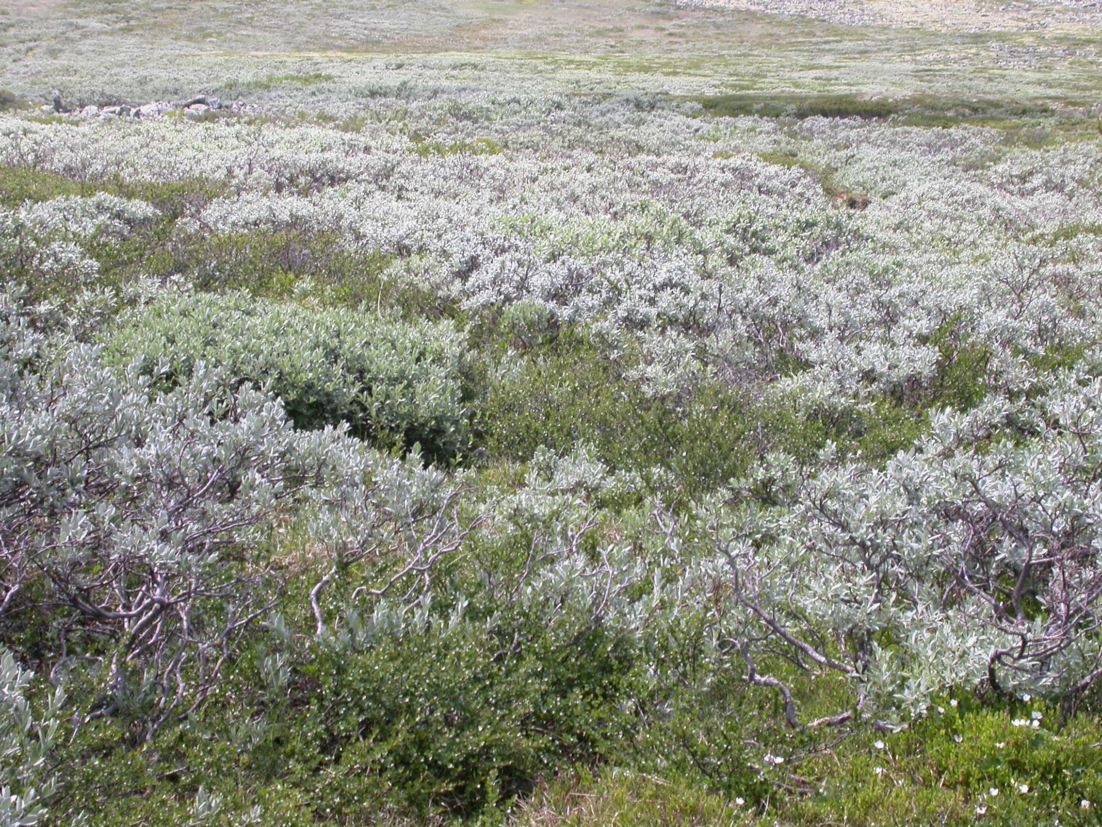 T3-C-13 intermediær kildepåvirket fjellhei.