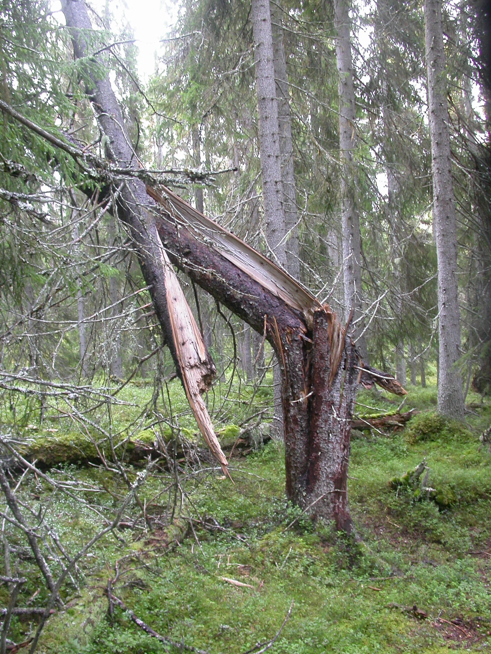 T4-C-1 blåbærskog.