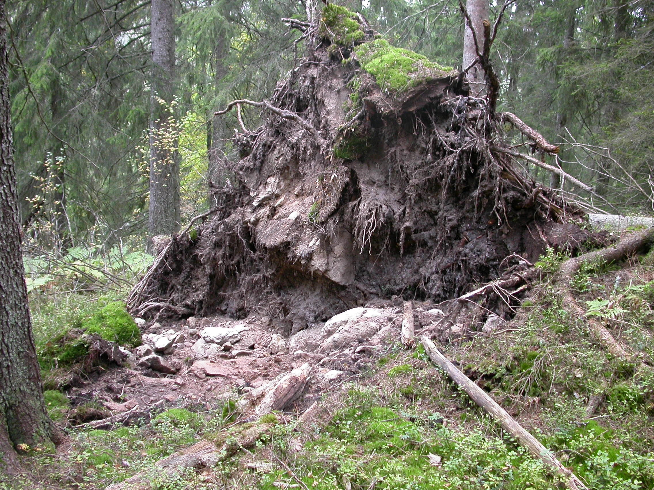 T4-C-1 blåbærskog.