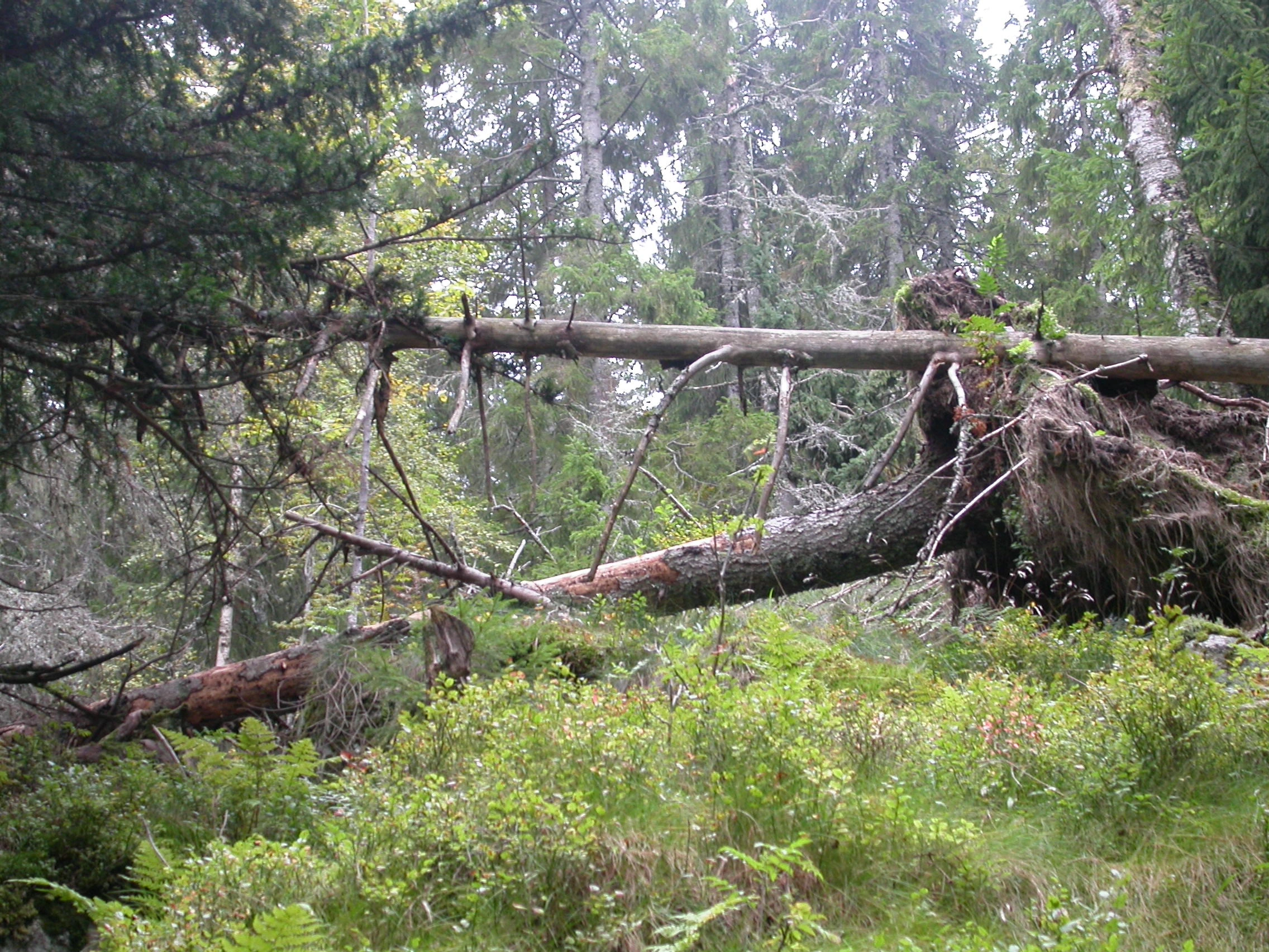 T4-C-2 svak lågurtskog.