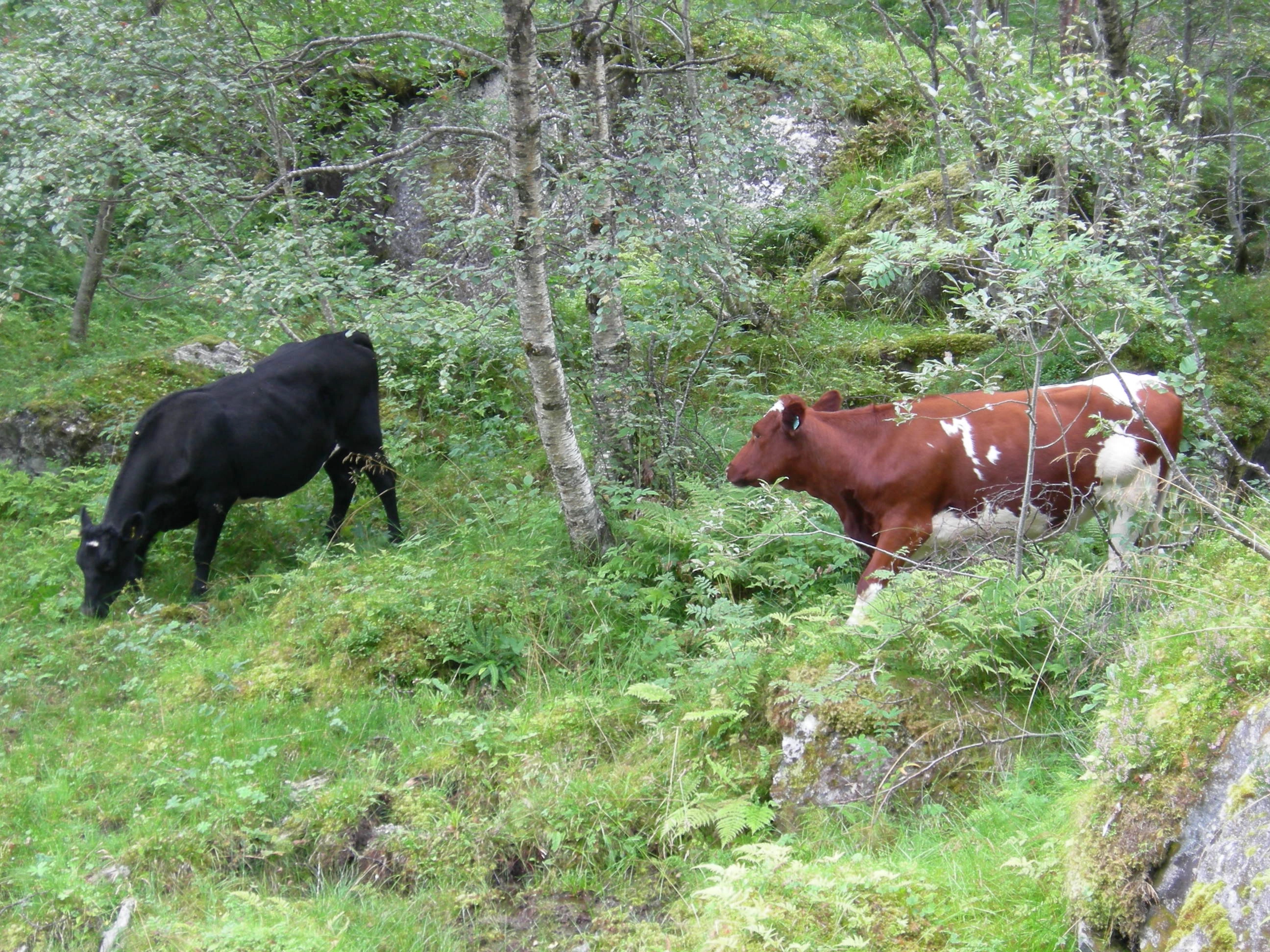 T4-C-2 svak lågurtskog.