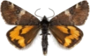 Bjørkevårmåler.