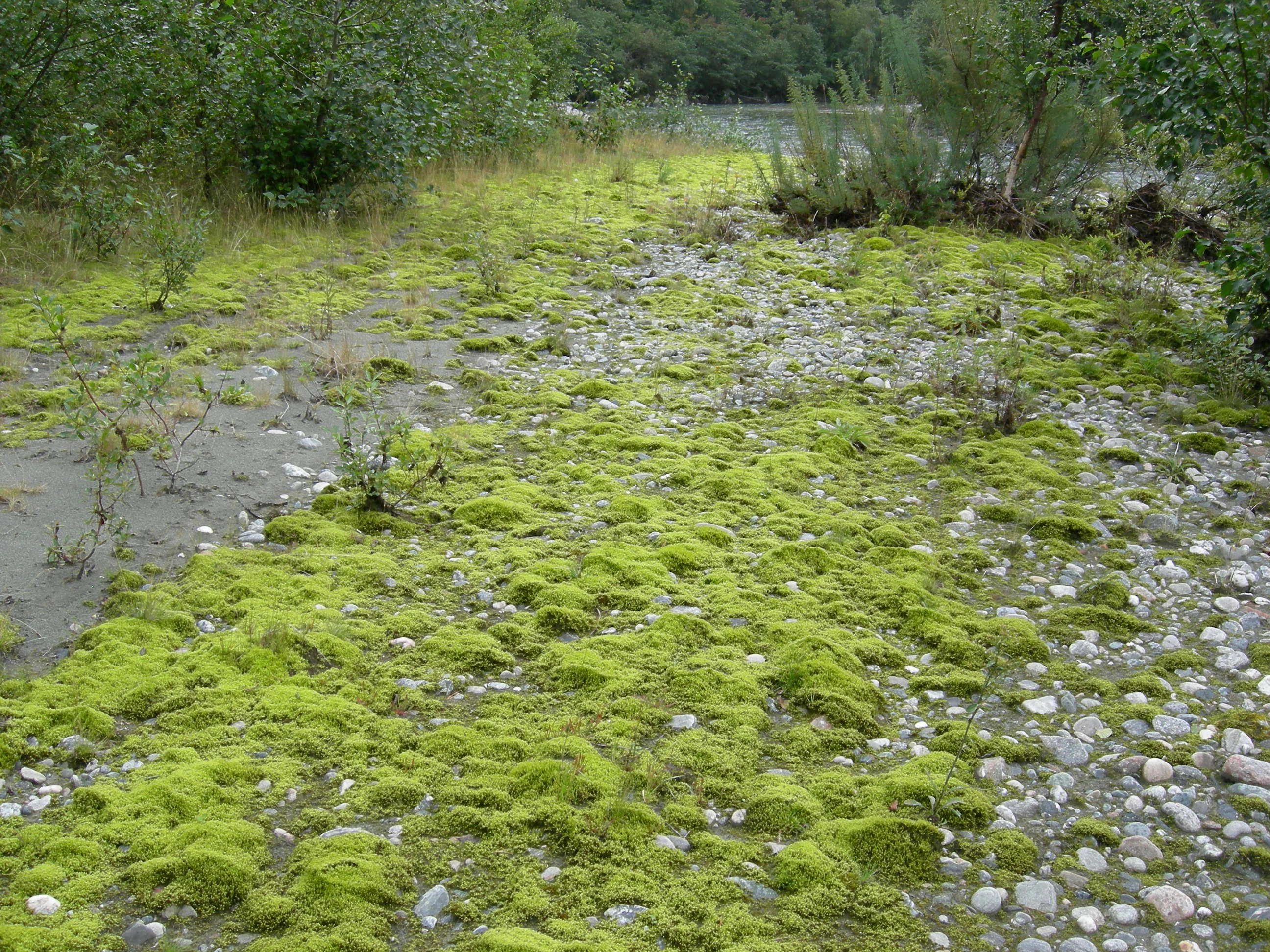 T18-C-1 åpne flomfastmarker på sand, grus og stein.