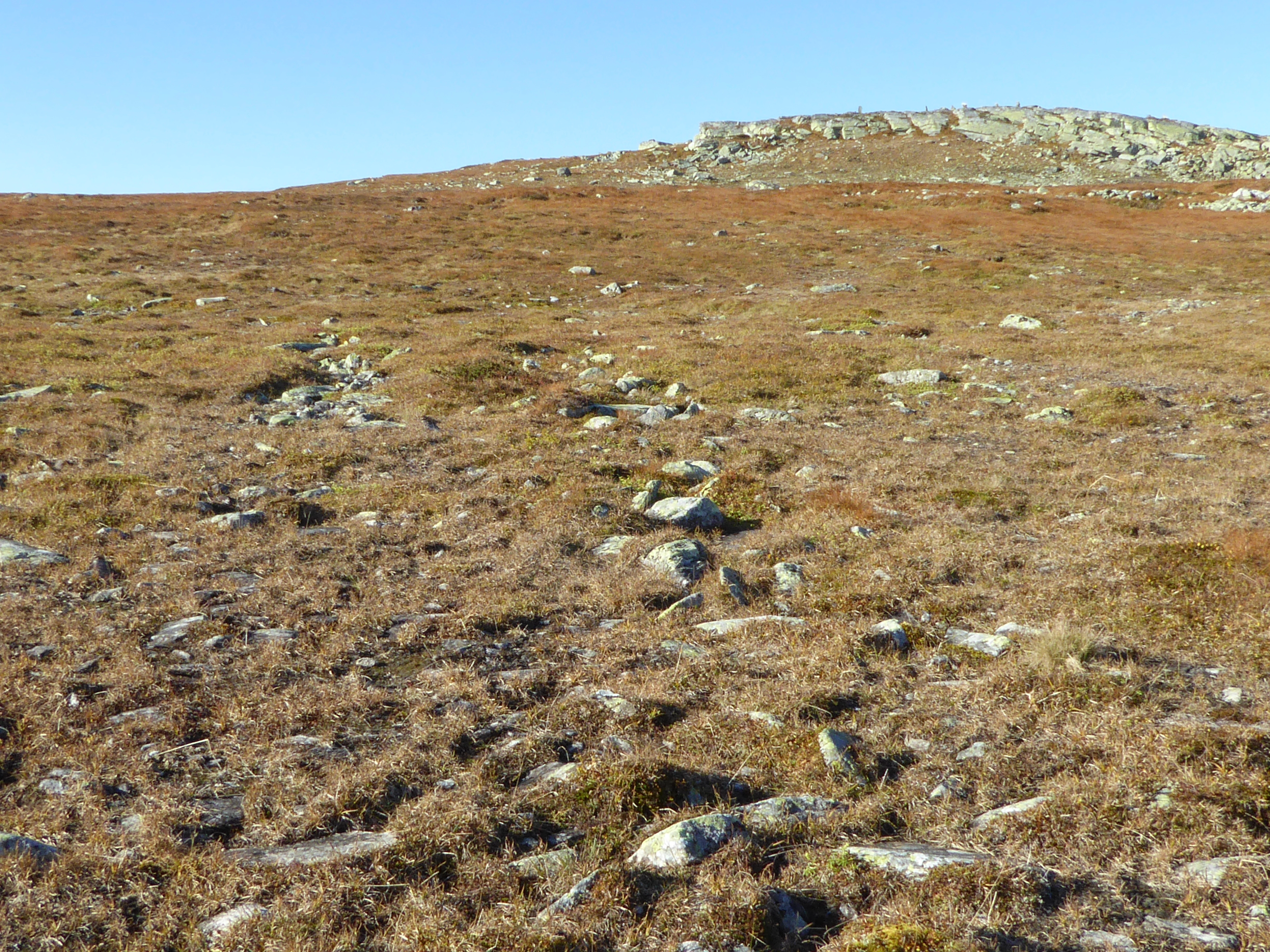 T22-C-1 kalkfattig og intermediær fjellgrashei.