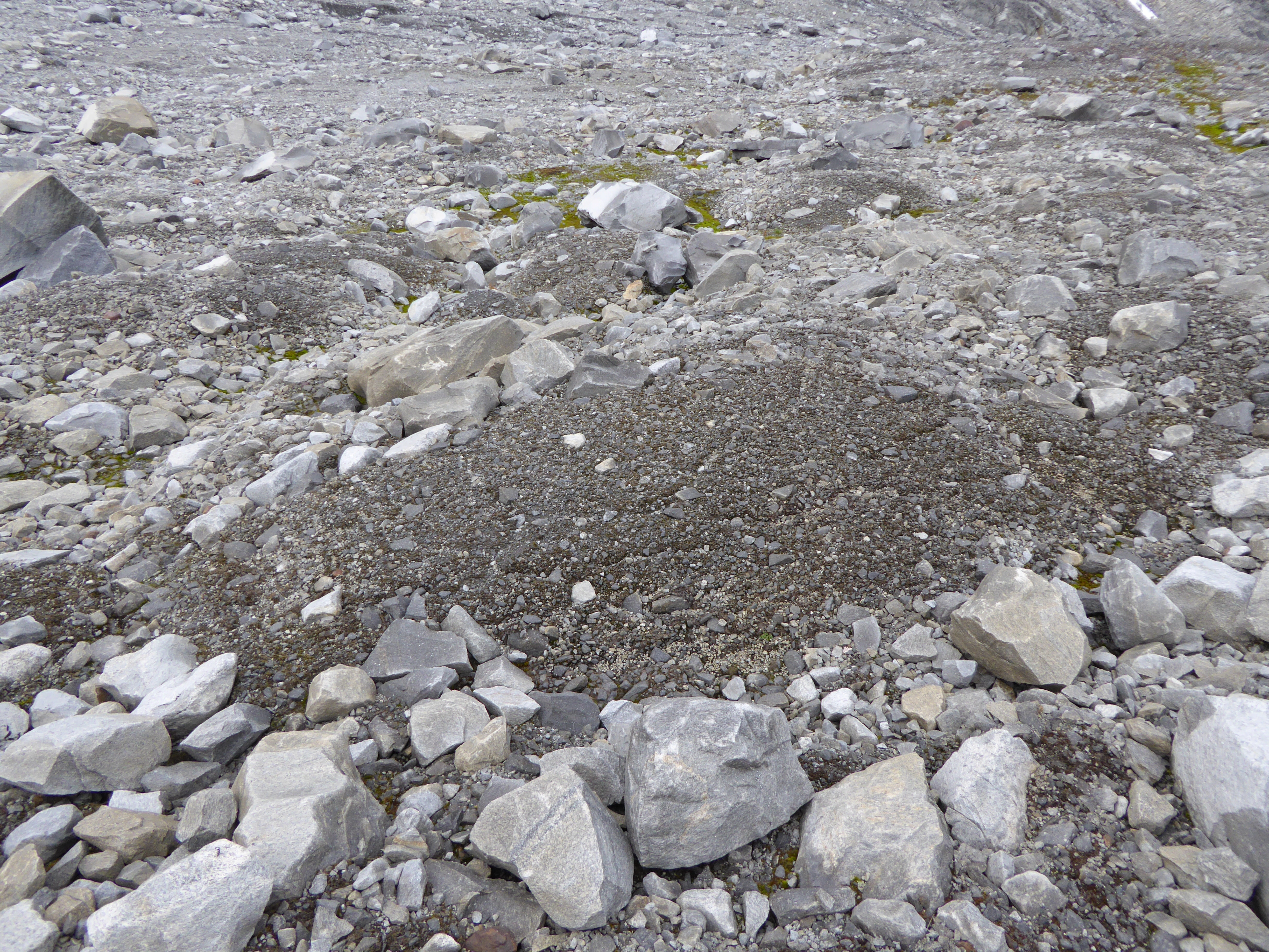 T26-C-4 breforland og snøavsmeltingsområder i pionérfase, dominert av fin grus, sand, silt til leire.