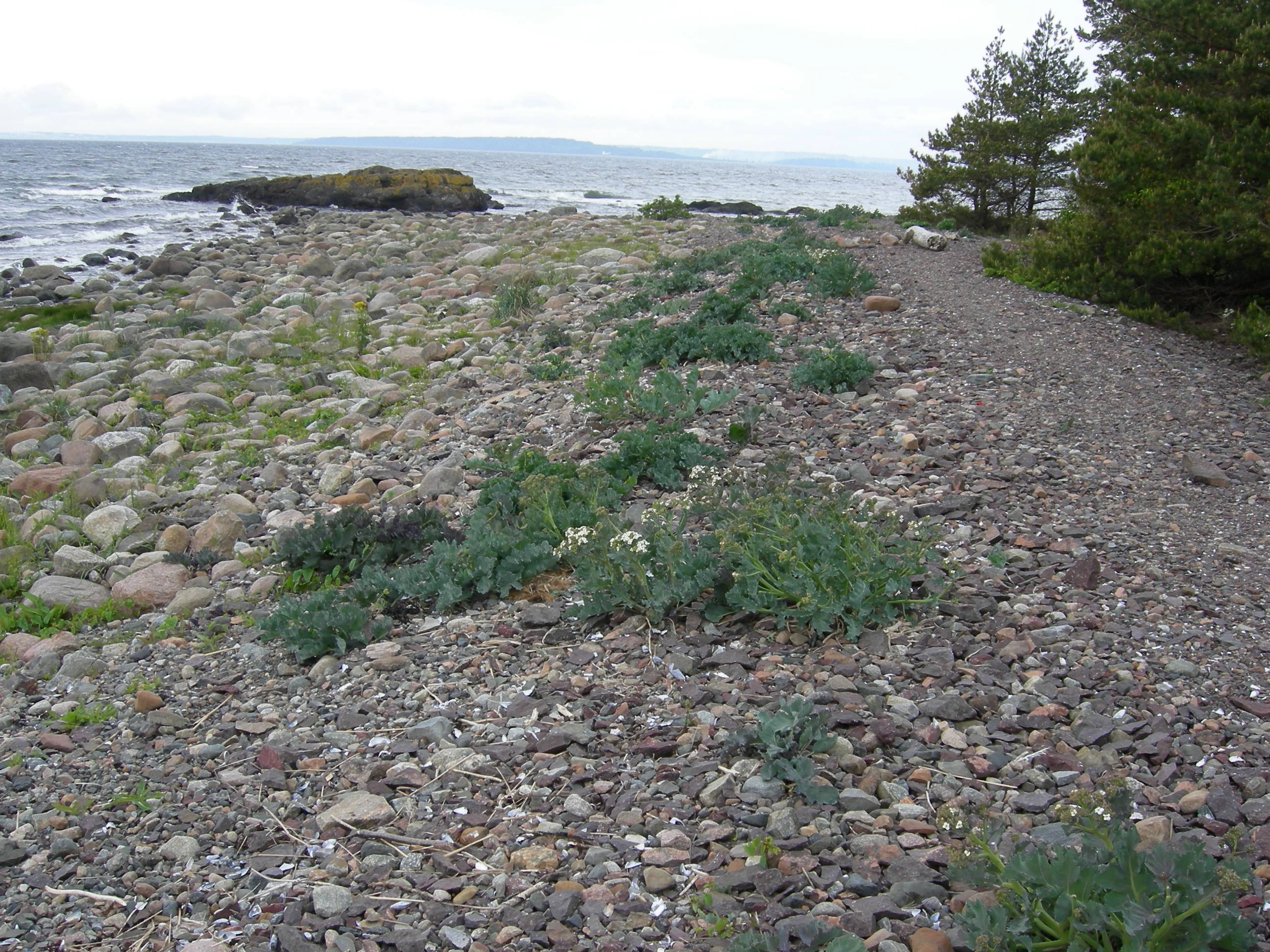 T29-C-2 stein- og grusstrender og strandlinjer i etablerings- og konsolideringsfase på epilitoral fastmark.