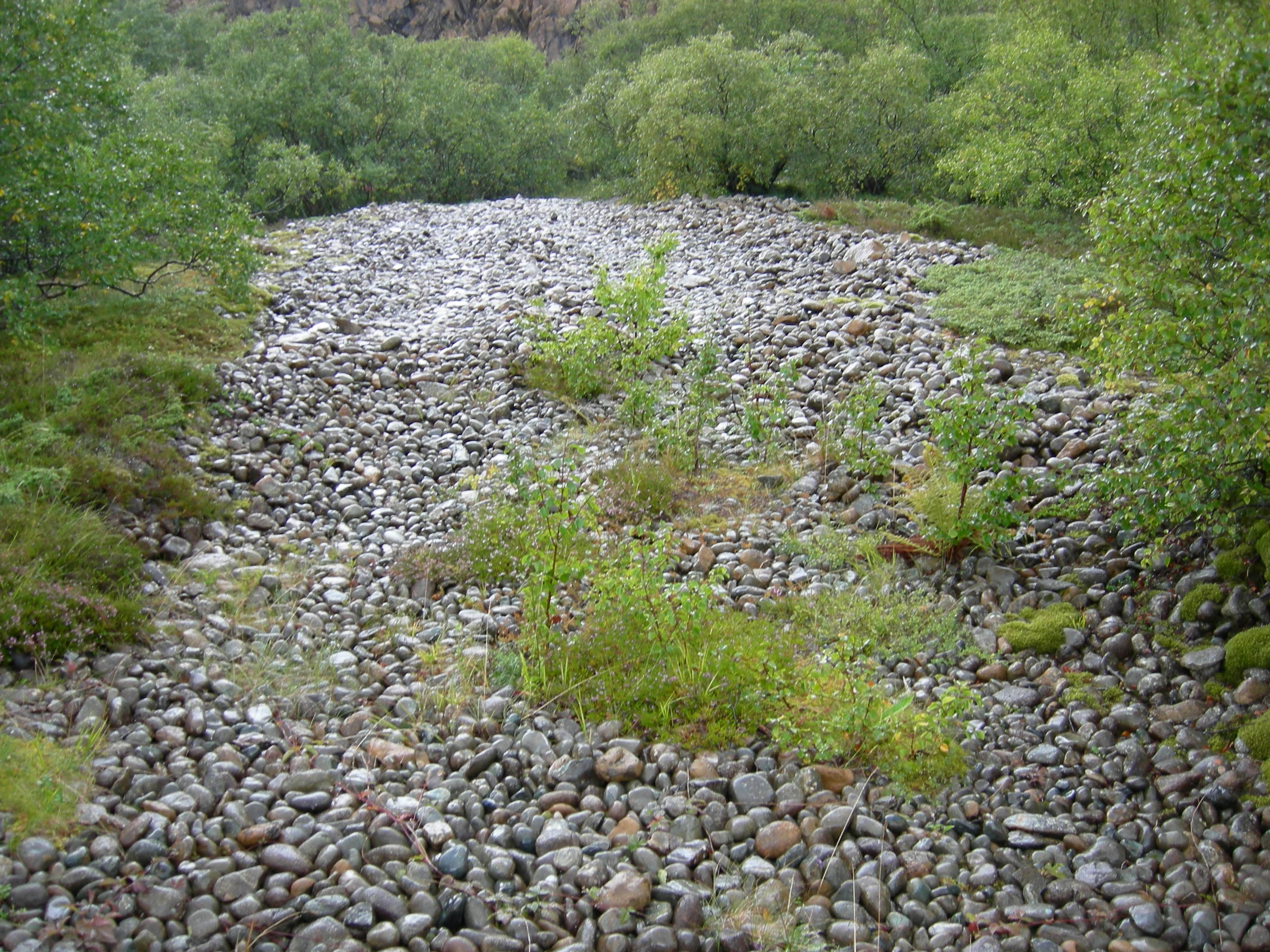 T29-C-2 stein- og grusstrender og strandlinjer i etablerings- og konsolideringsfase på epilitoral fastmark.