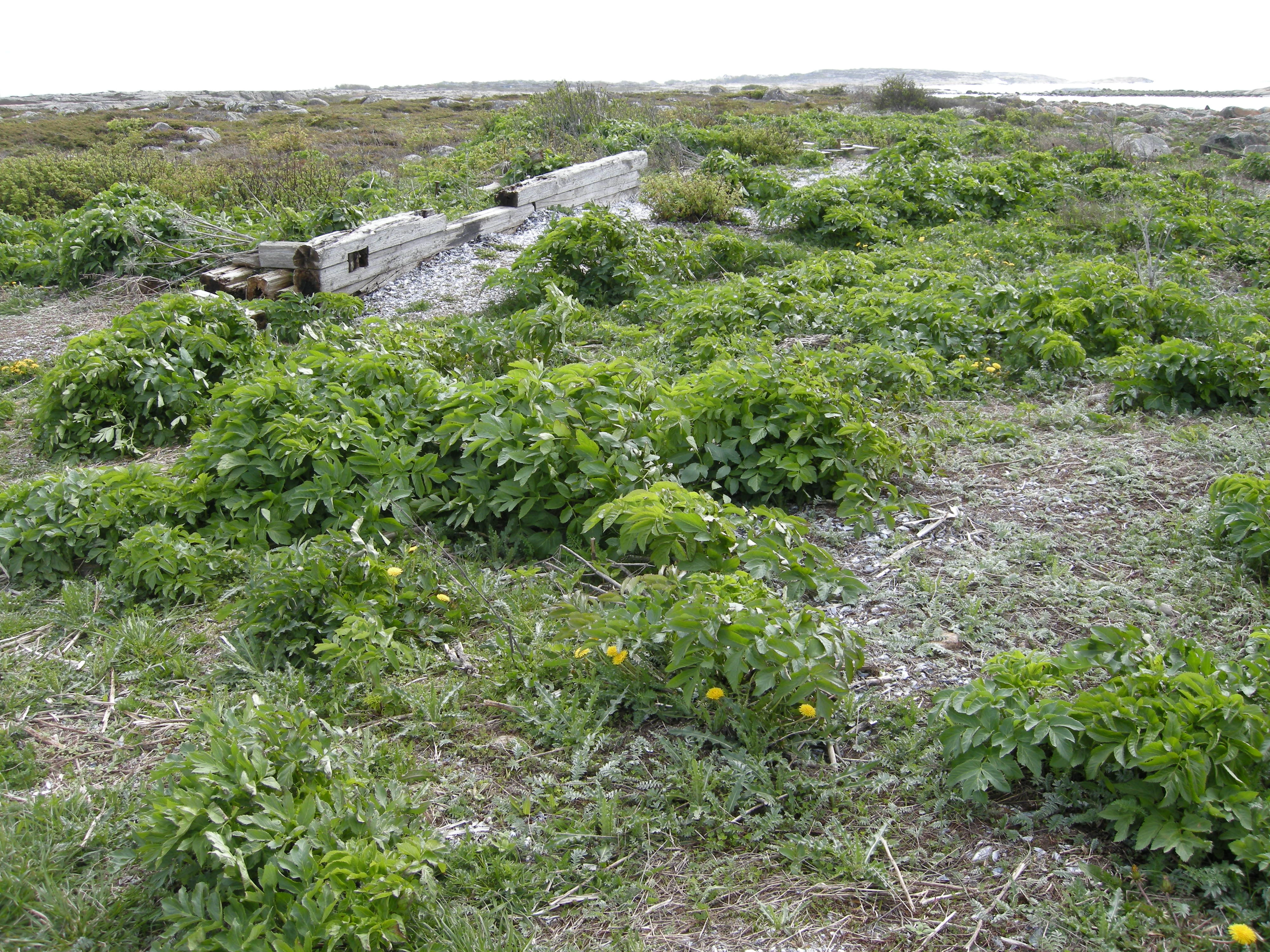 T29-C-4 øvre skjellsandstrand uten pionervegetasjon.