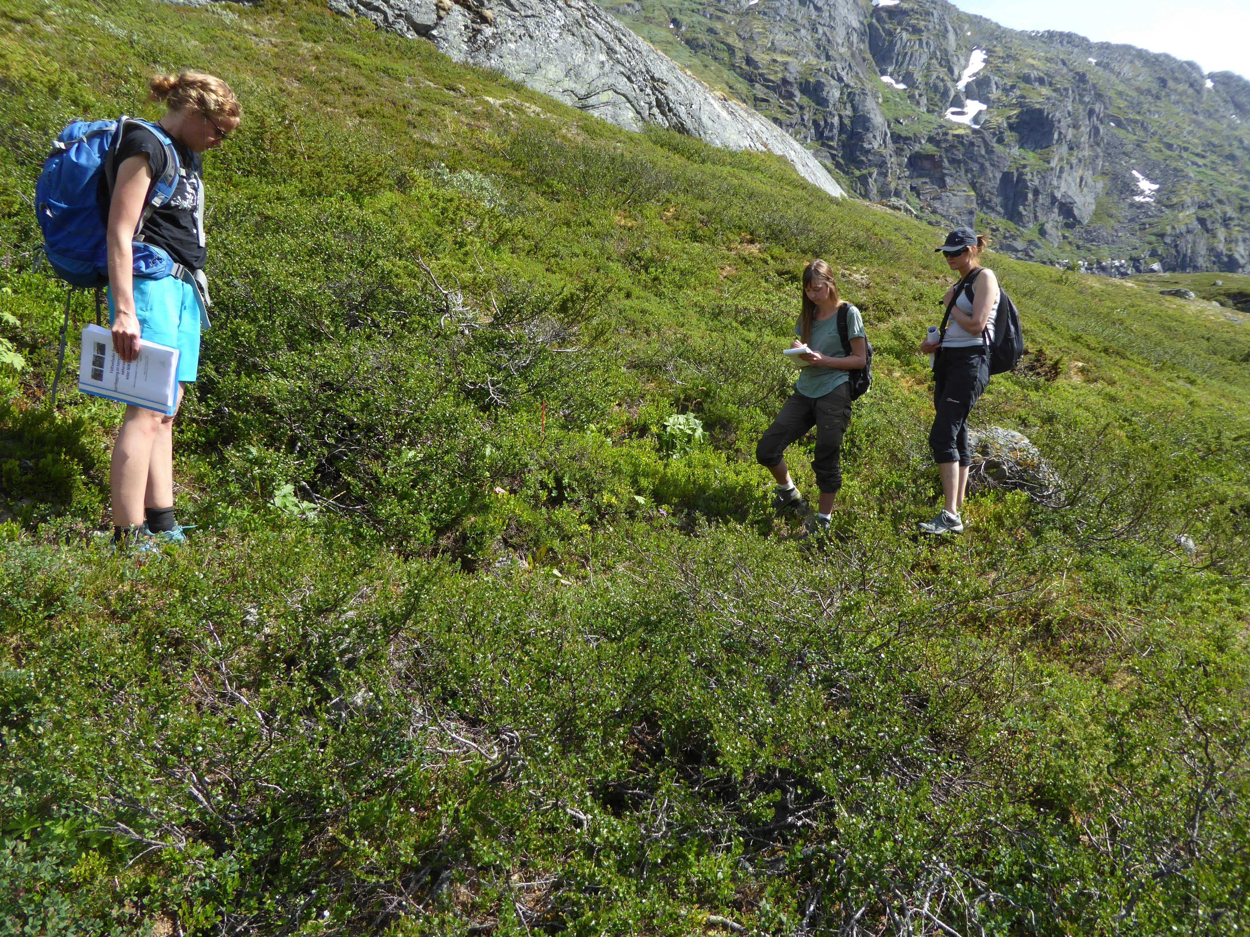 T31-C-4 intermediær boreal frisk hei.