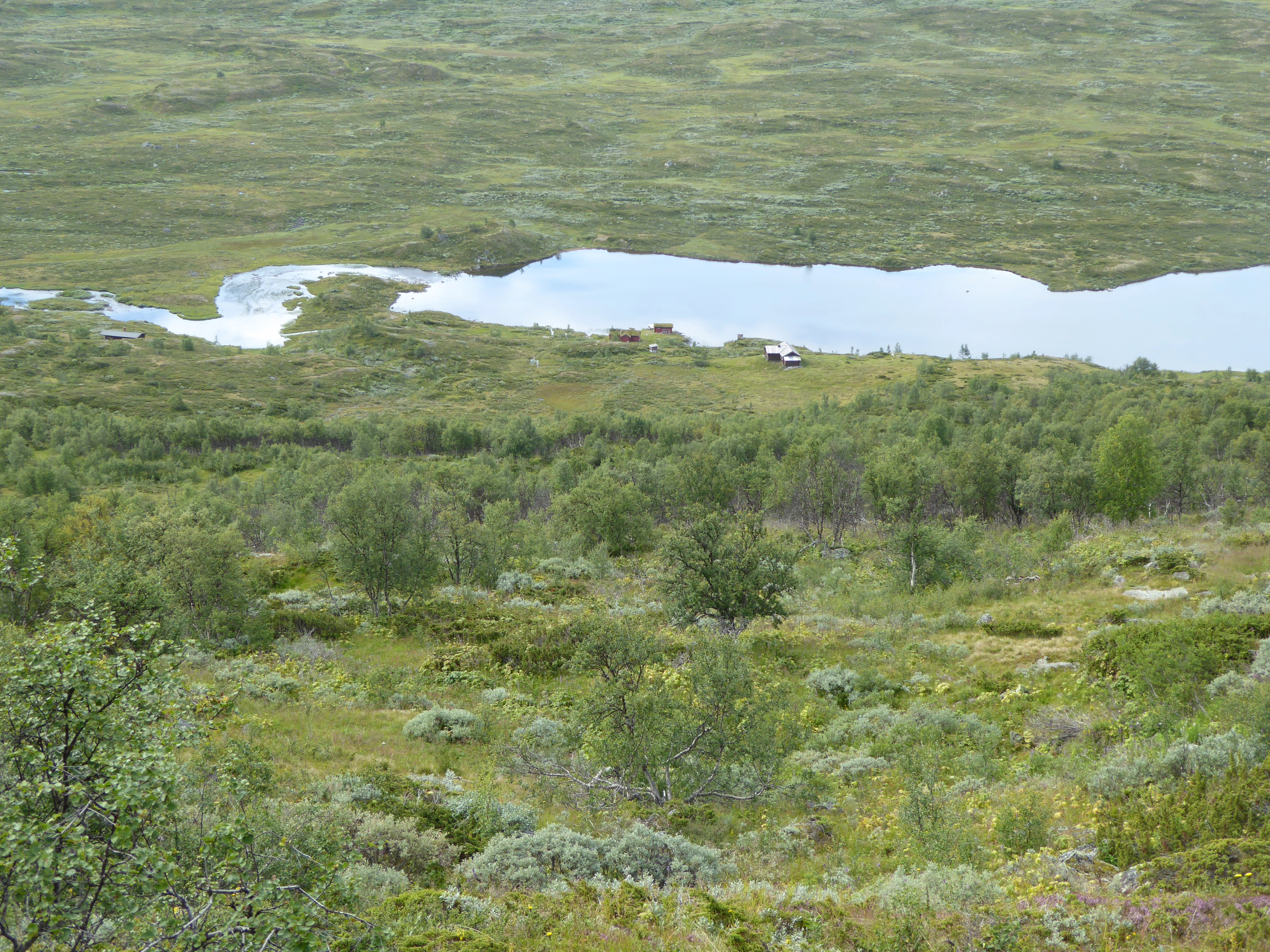 T31-C-14 kalkrik kildepåvirket boreal frisk hei.