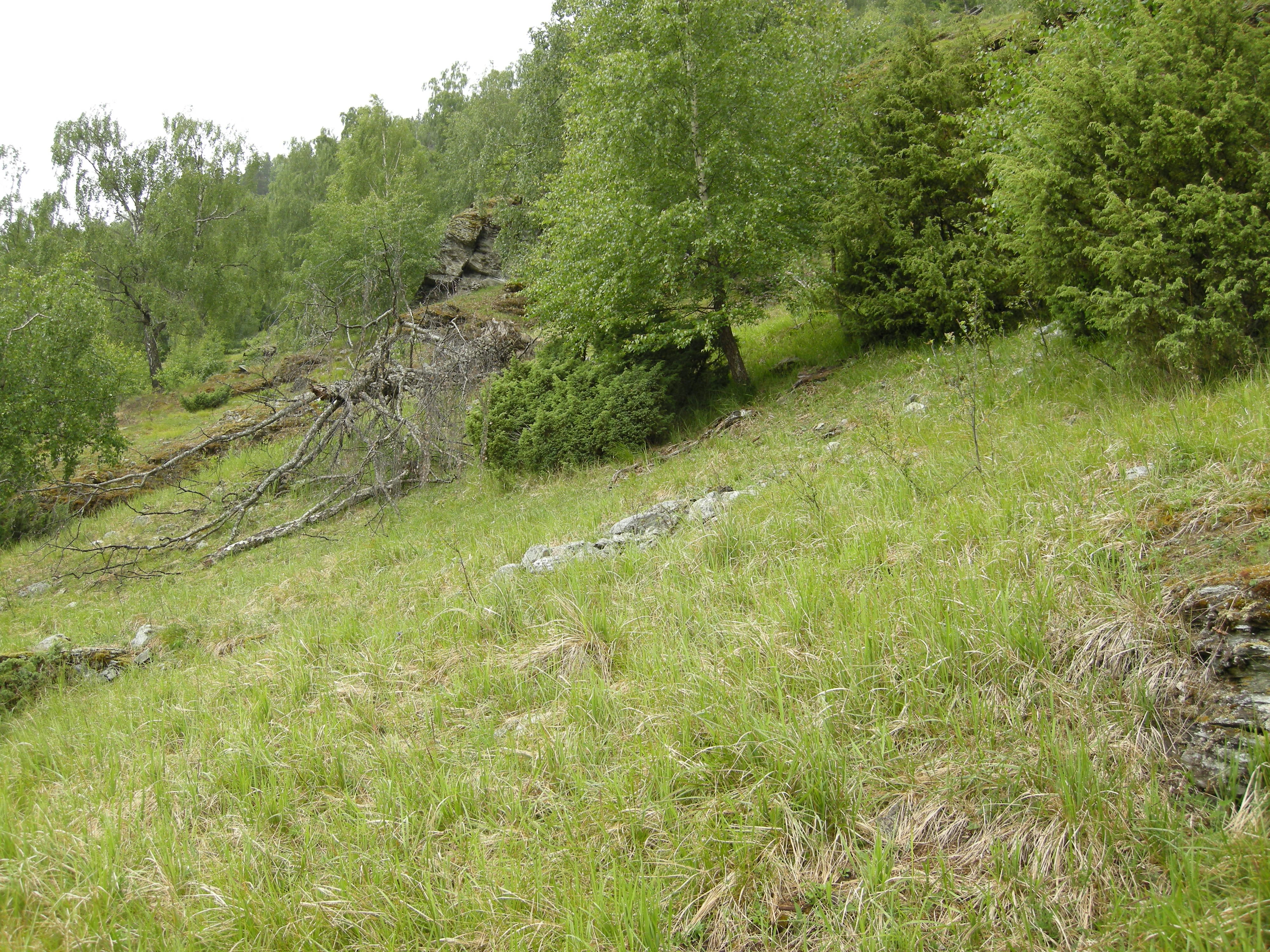 T32-C-17 sterkt kalkrik tørreng med mindre hevdpreg.