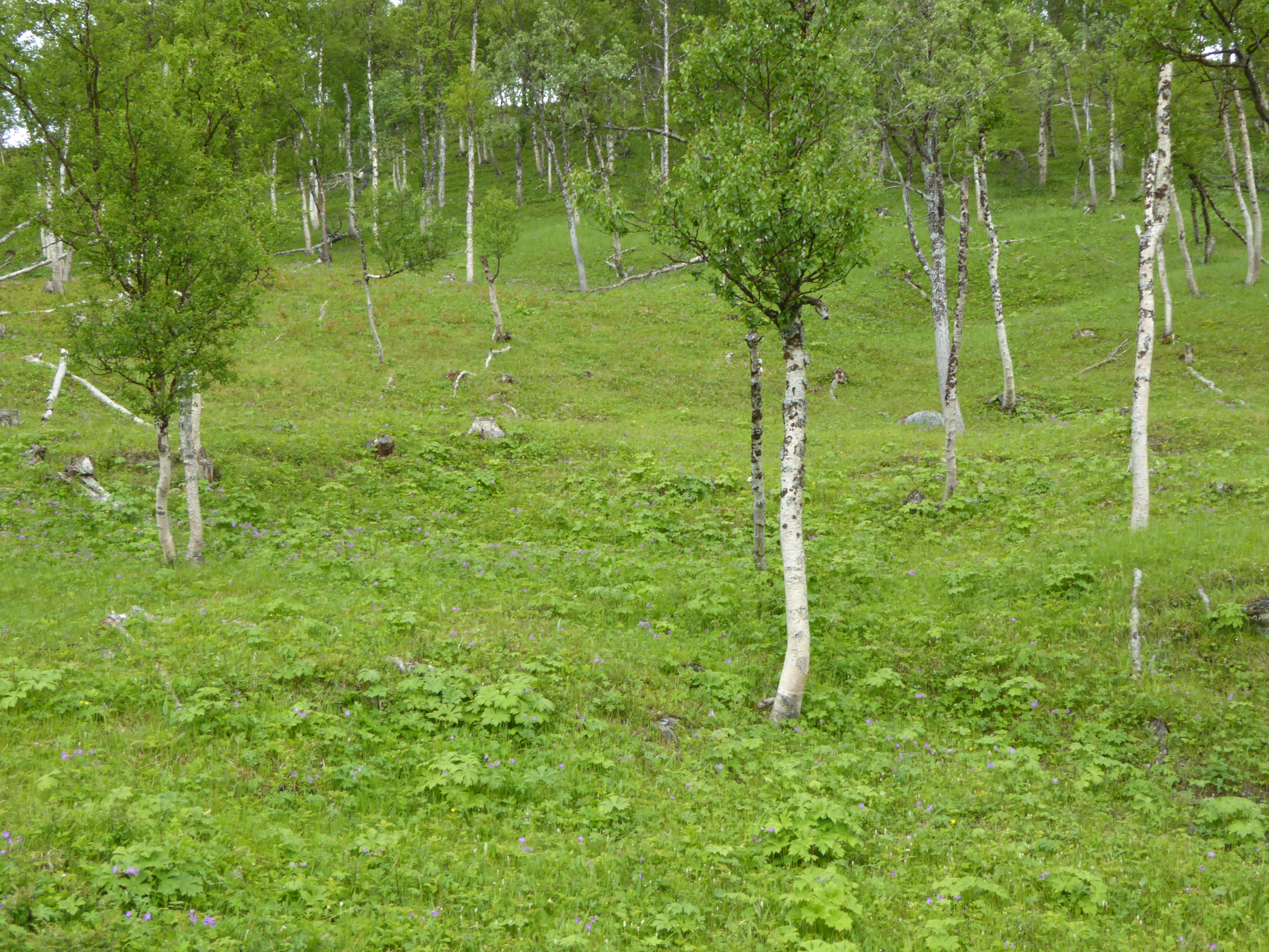 T32-C-9 kalkrik fukteng med mindre hevdpreg.